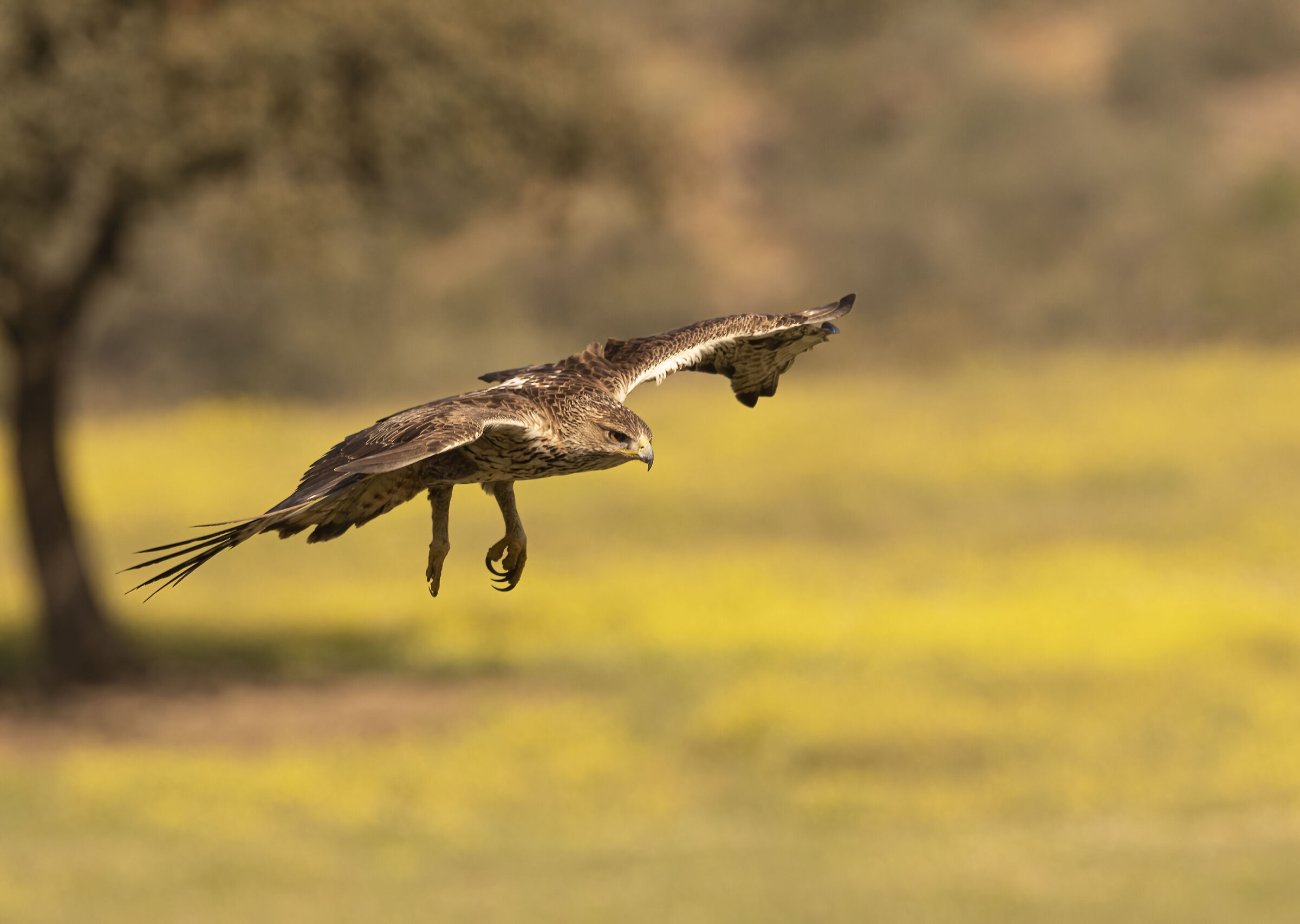 Aquila del Bonelli