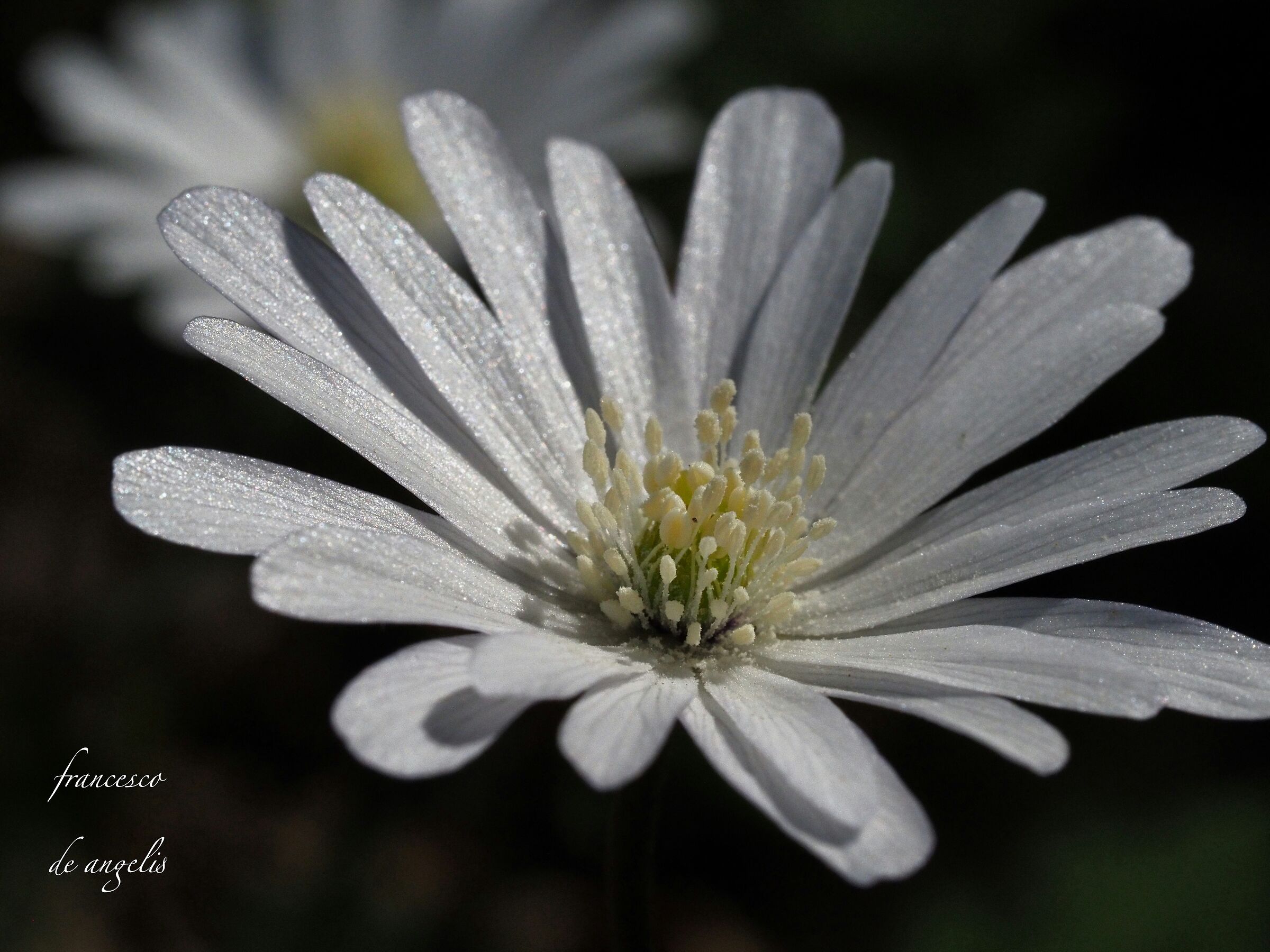 afternoon in the woods of Manziana