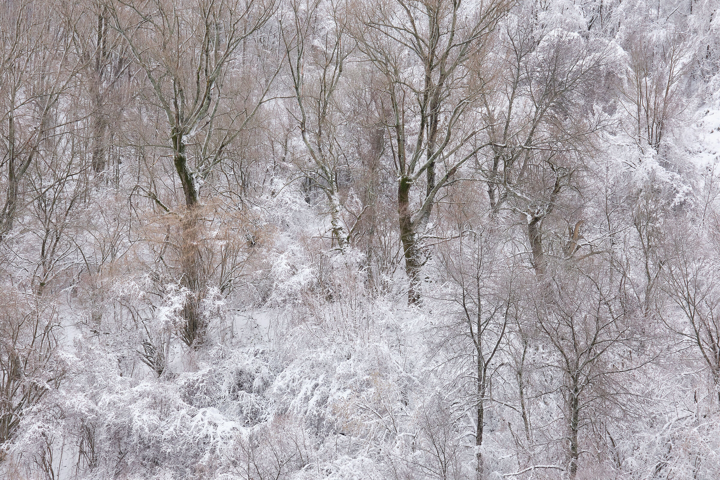 frozen
