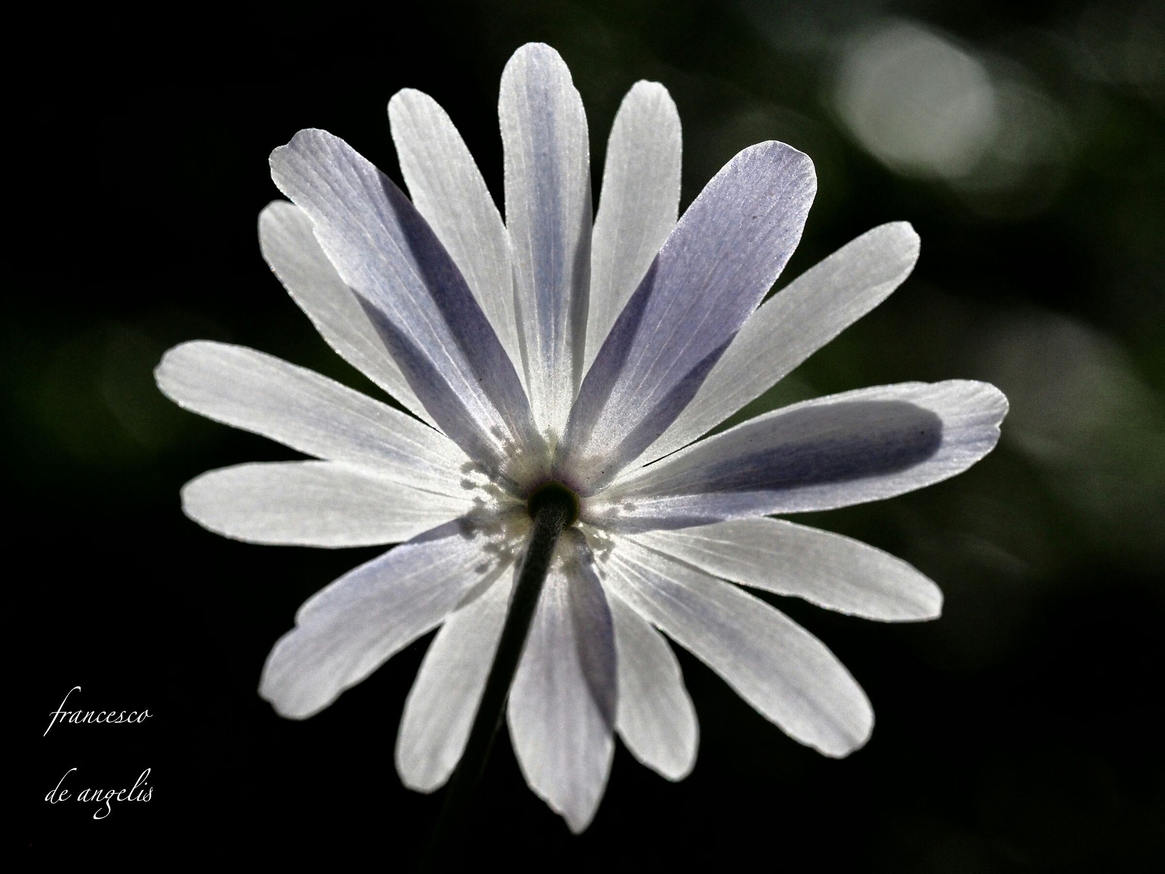 Anemone Blanda