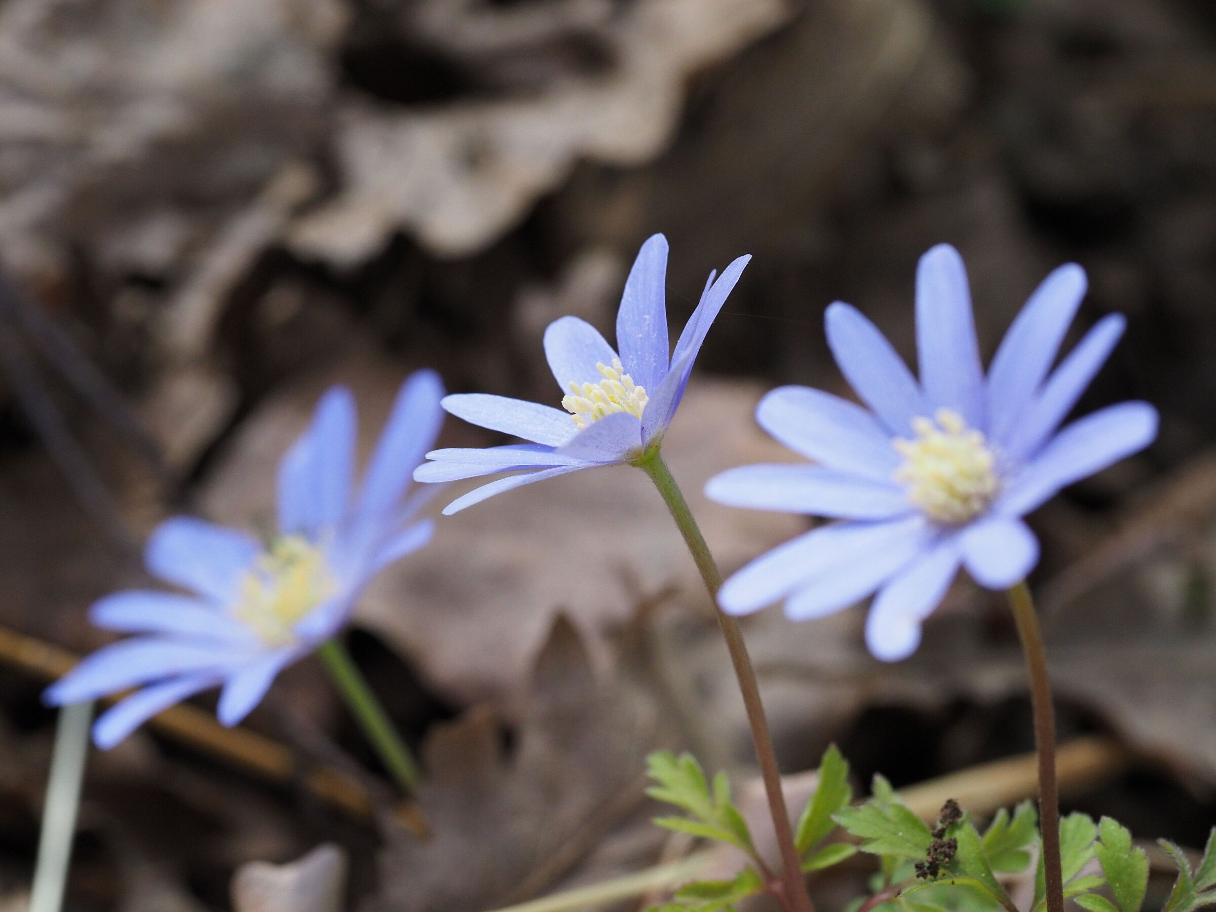 Trio of Anemones of the Apennines