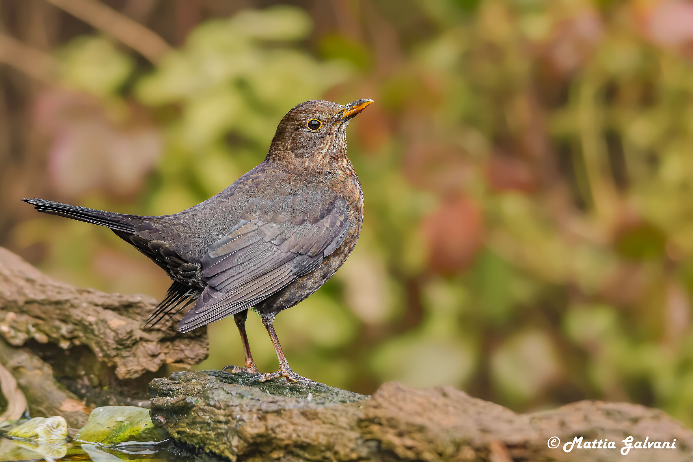 The tail beat of the Lace