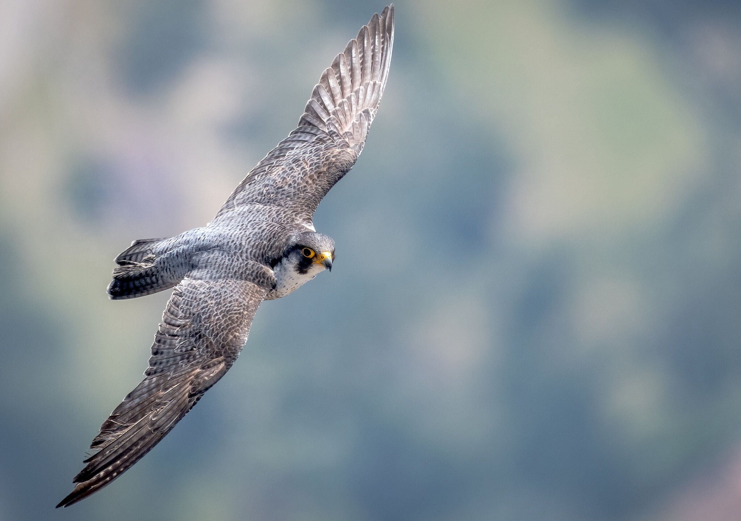 Peregrine falcon in flight