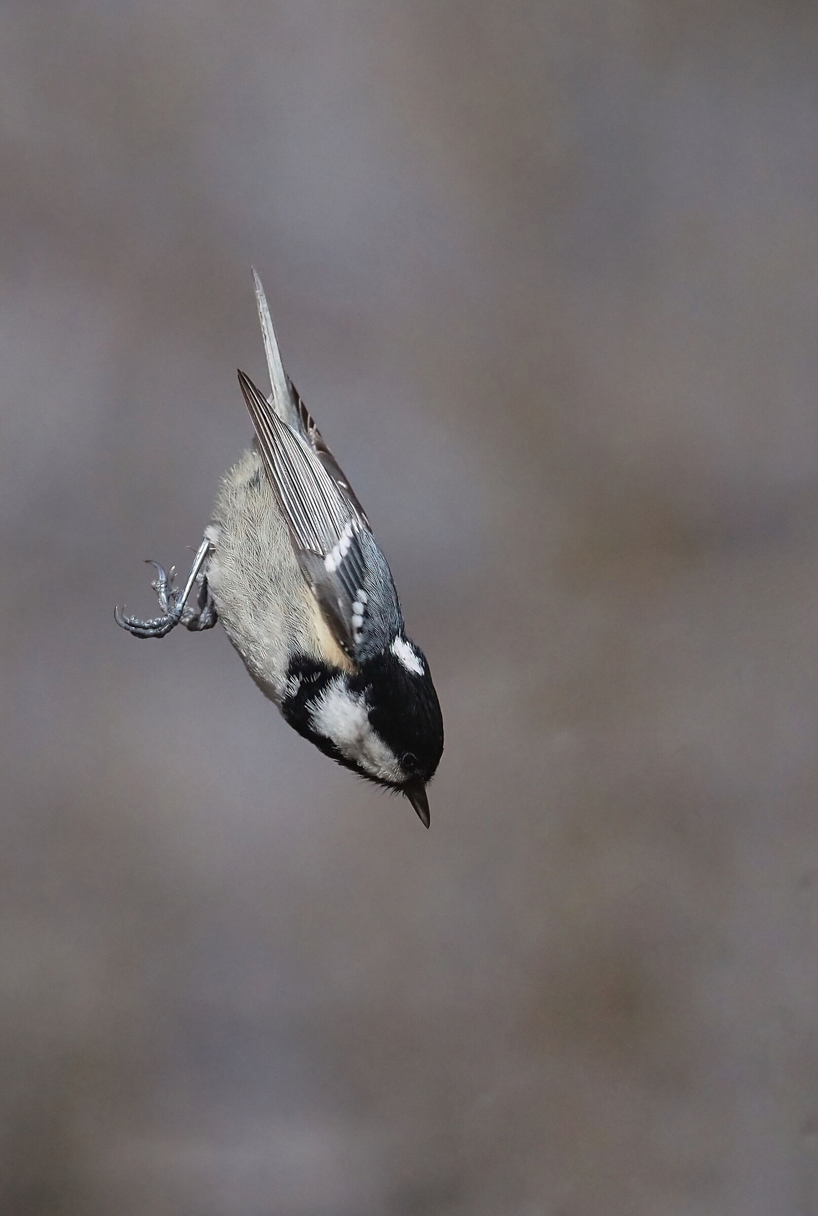 Dive flight