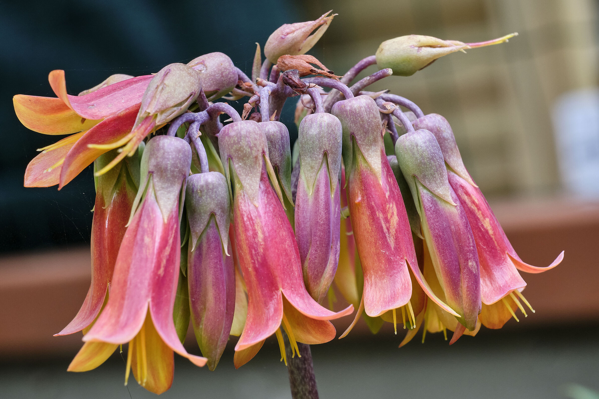 The Colored Bells - III