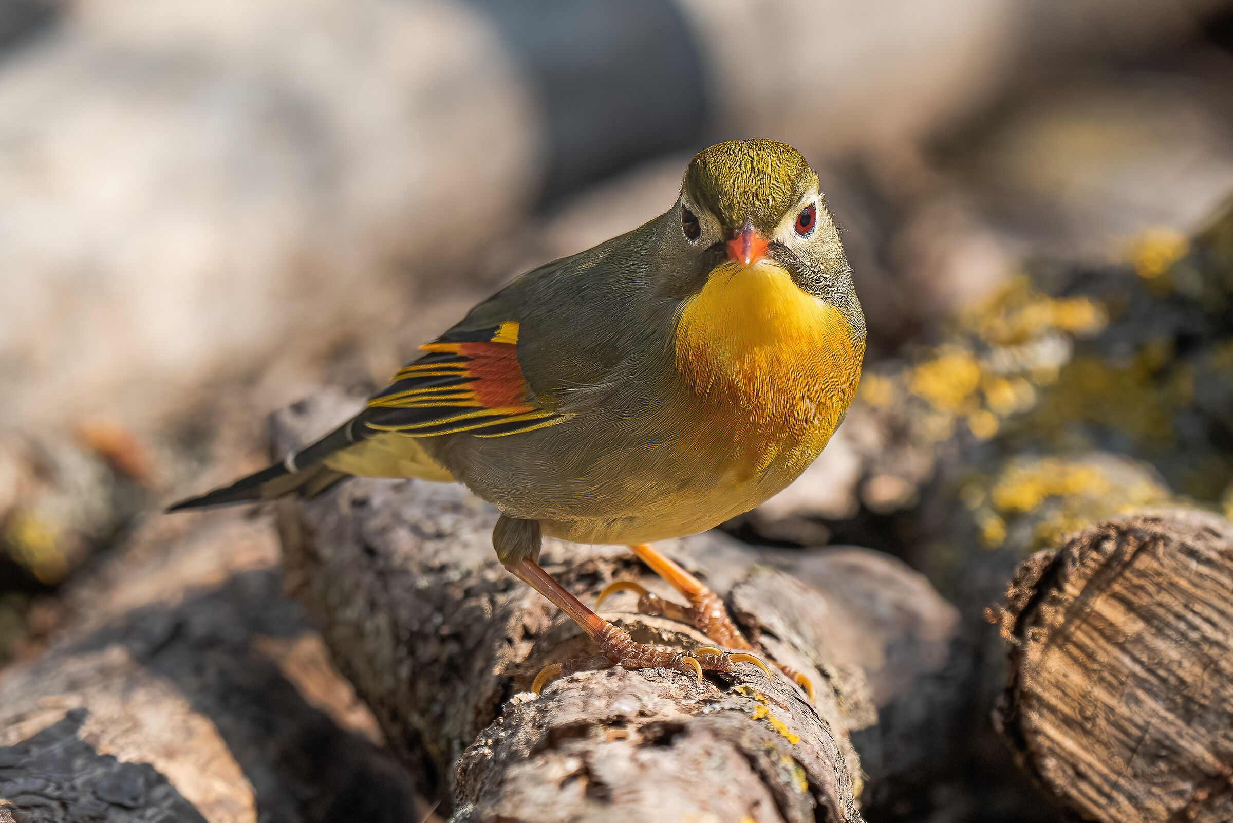 nightingale of japan