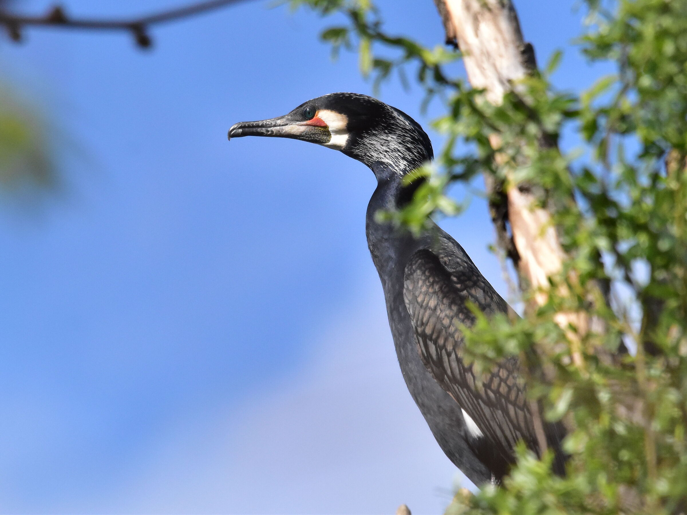 Impavido 2 la vendetta !!!