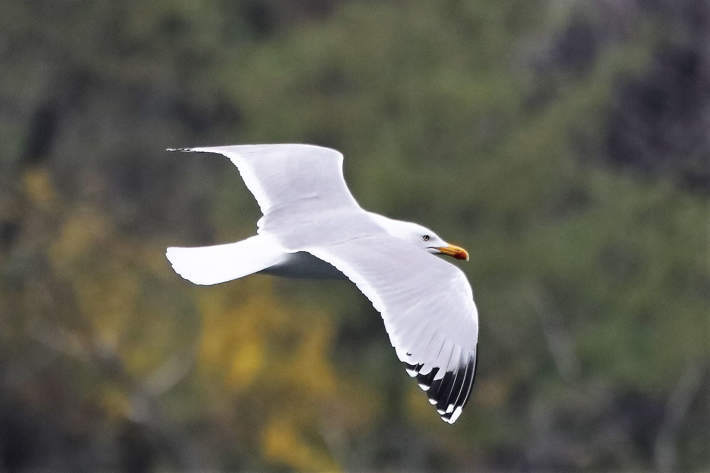 terrestrial gull 30-03-2022