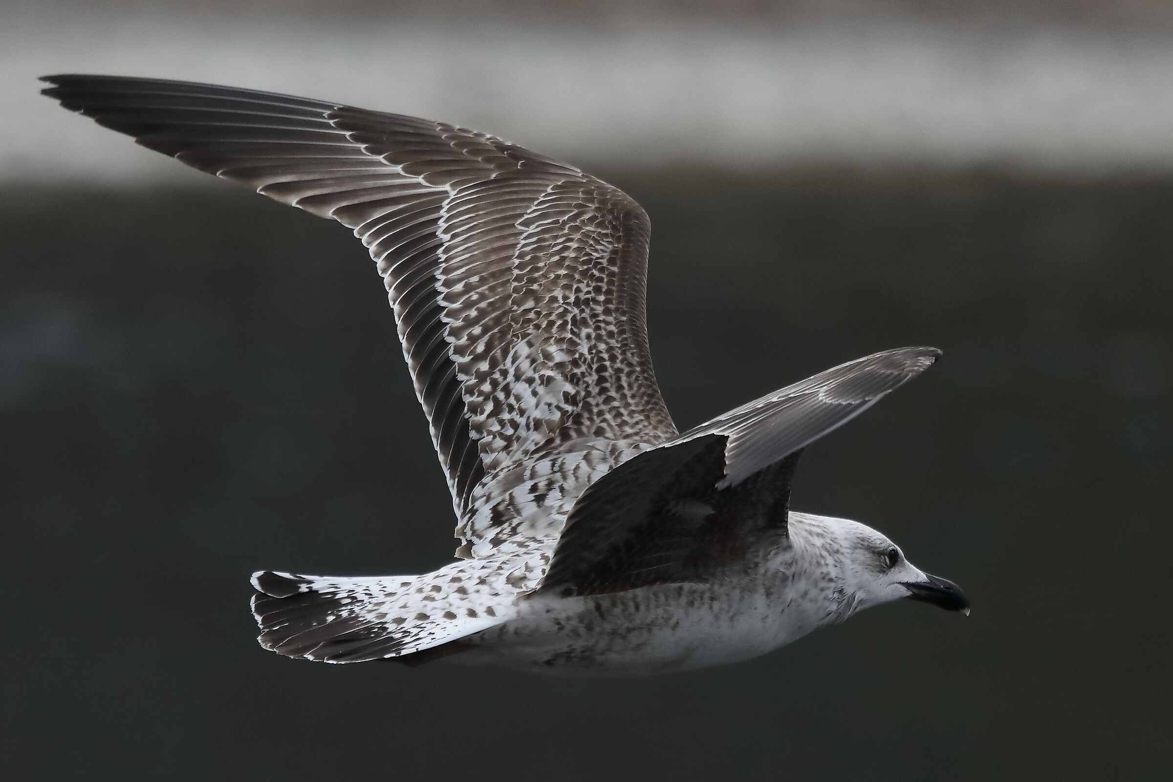 terrestrial gull 30-03-2022