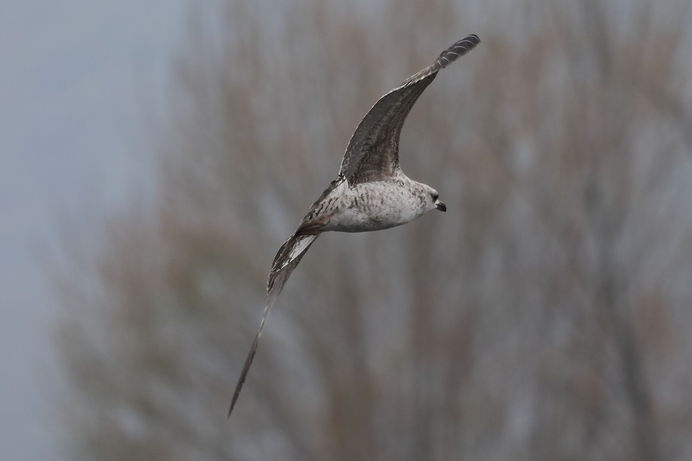 terrestrial gull 30-03-2022