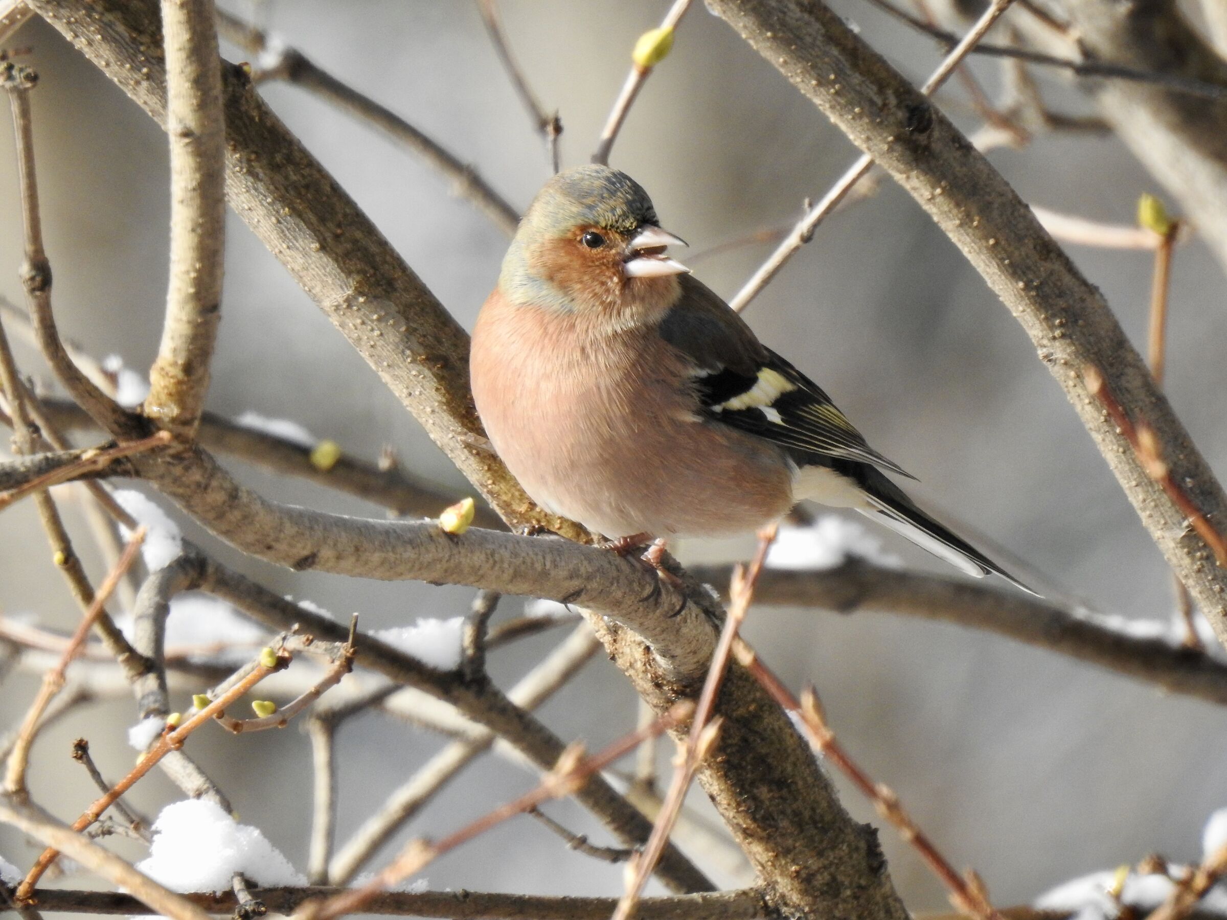 Chaffinch