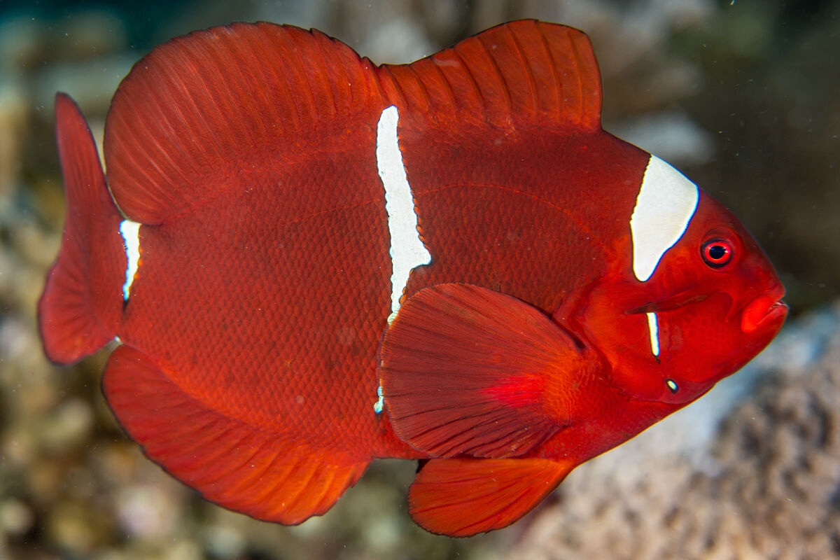 Premnas biaculeatus maschio