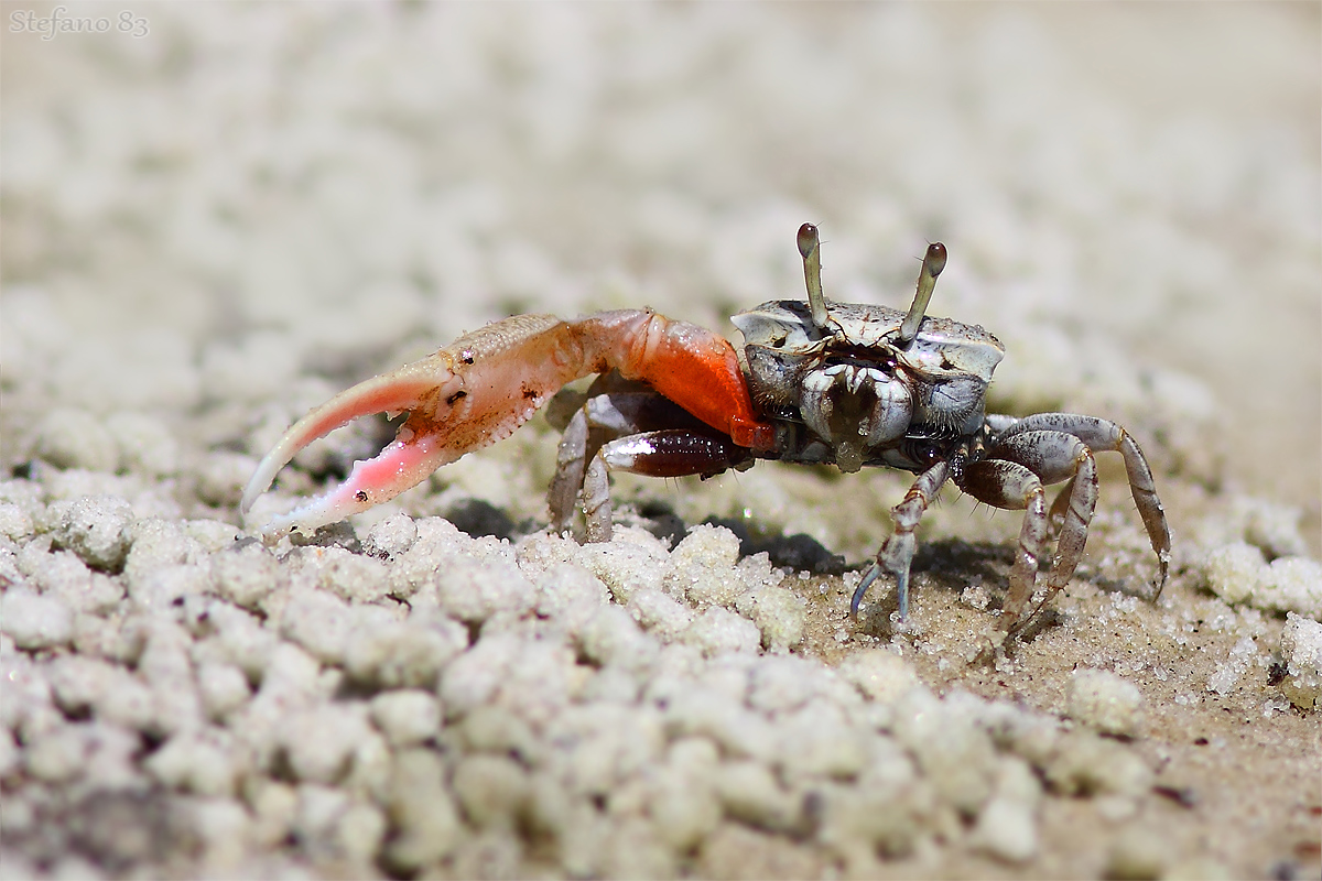 Granchio Delle Mangrovie