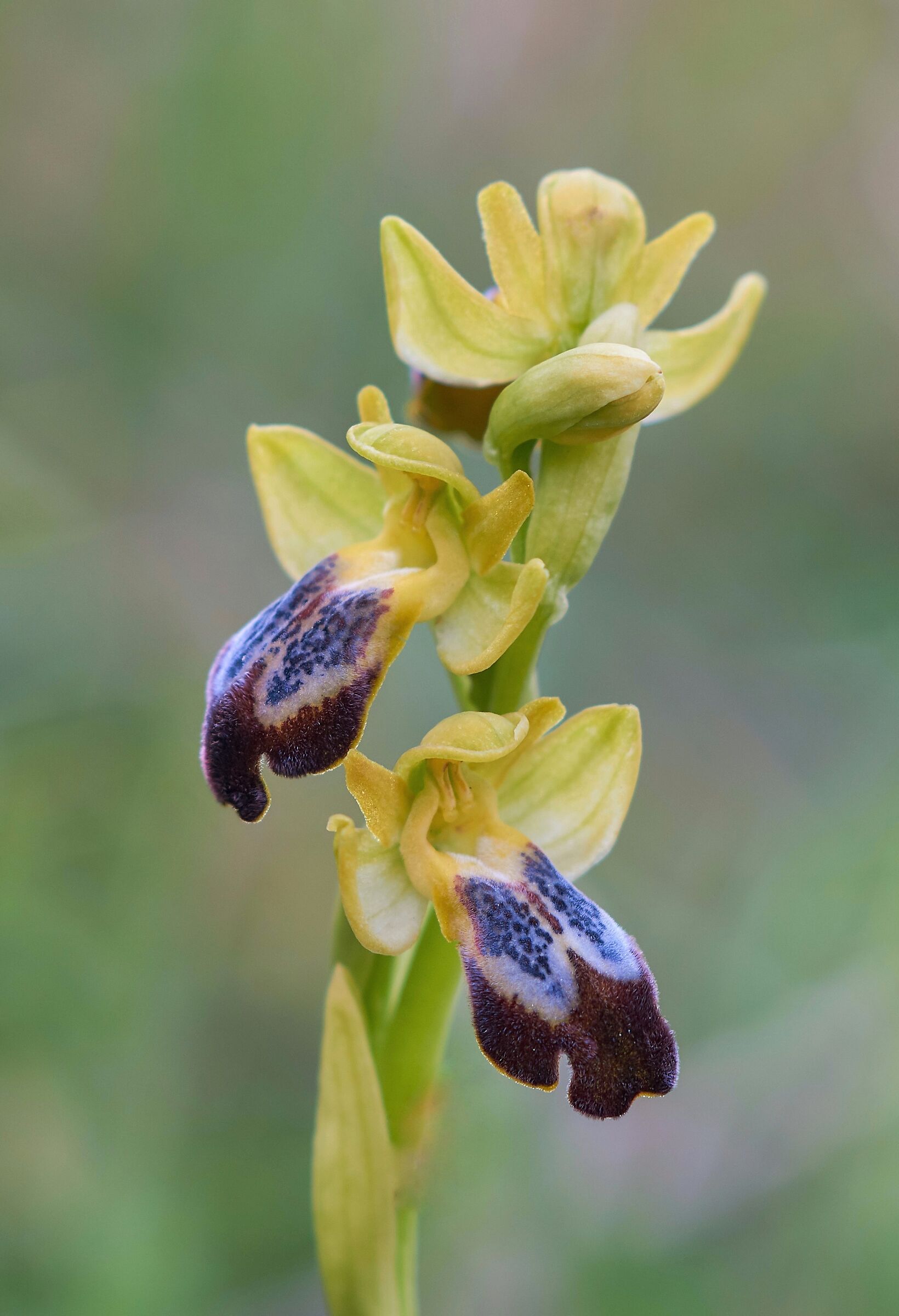 Ophrys fusca