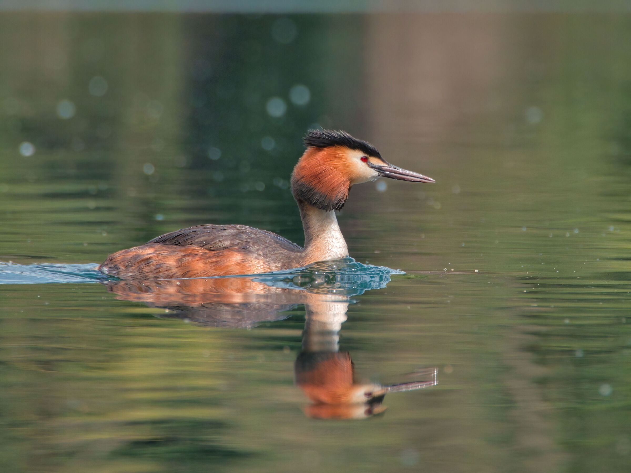 Great crested grebe