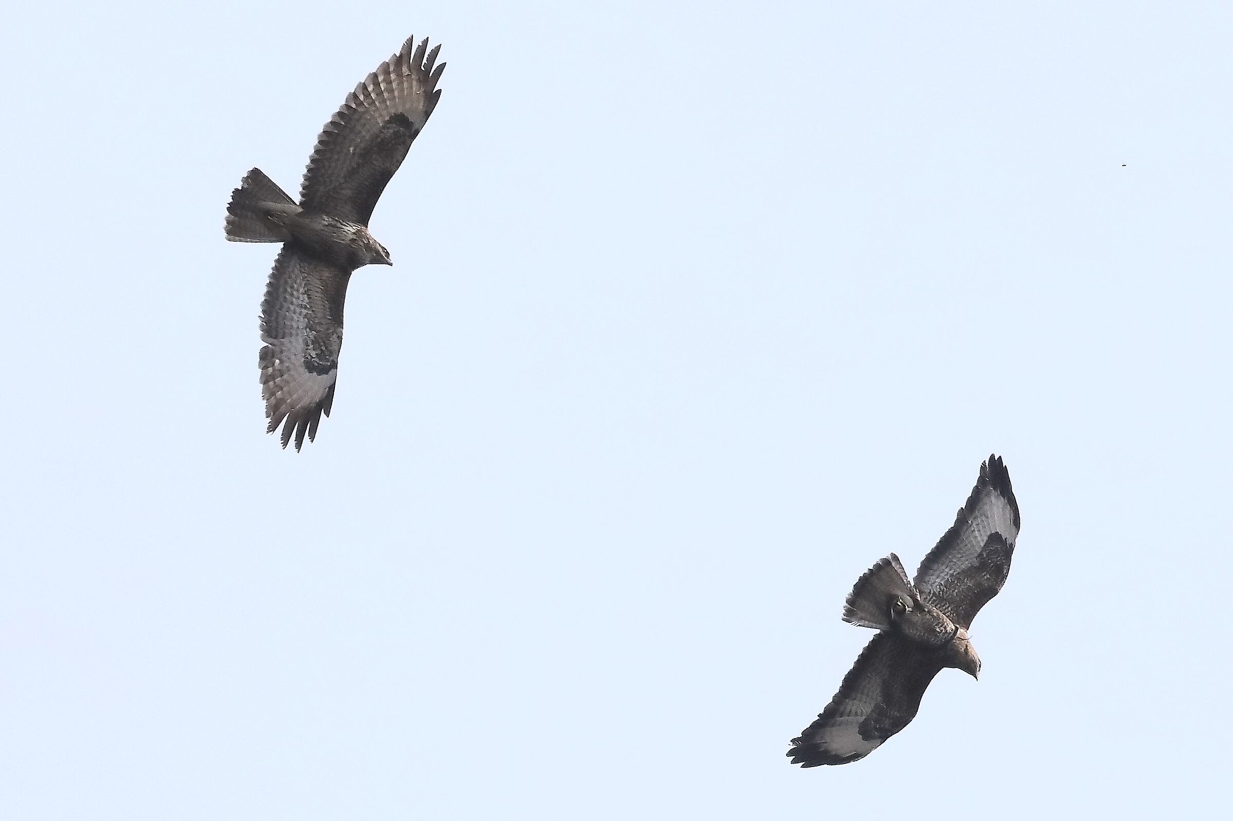 Buzzard 27-03-2022
