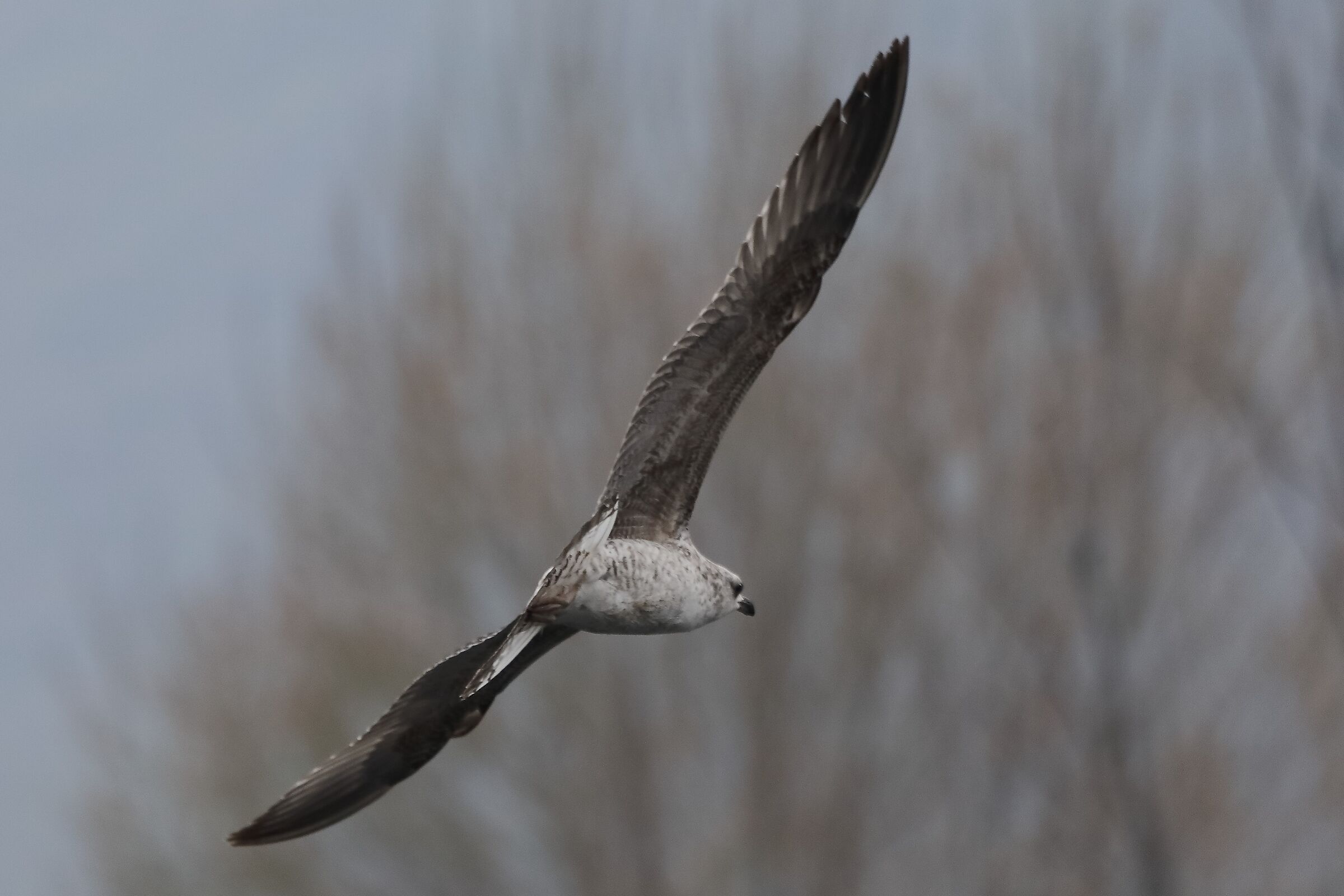 terrestrial gull 30-03-2022