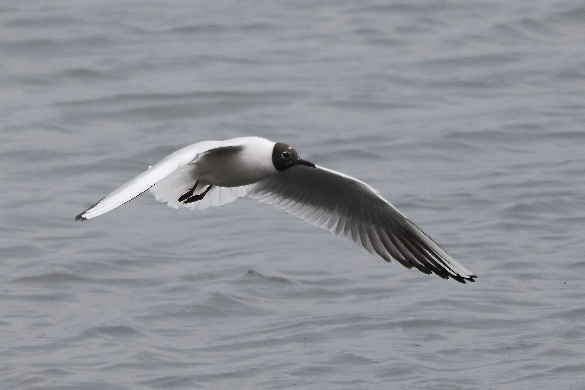 terrestrial gull 30-03-2022