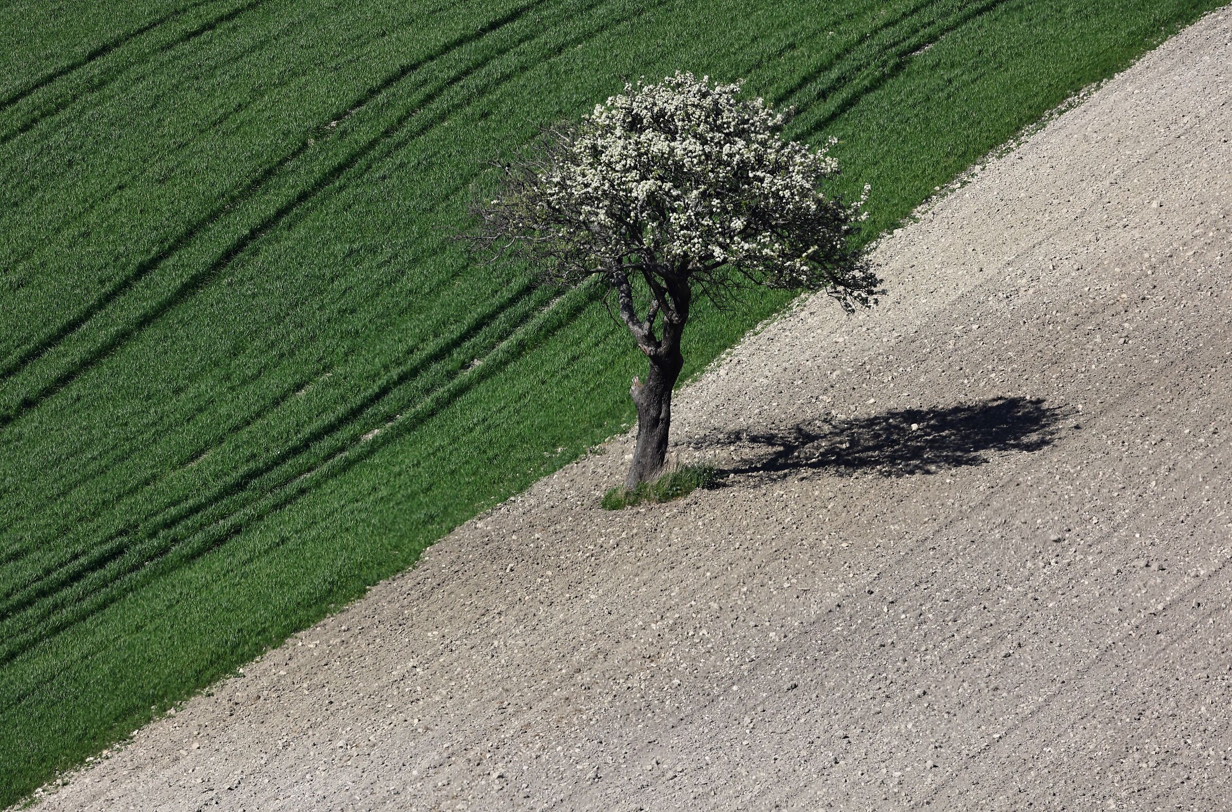 Un triangolo di primavera