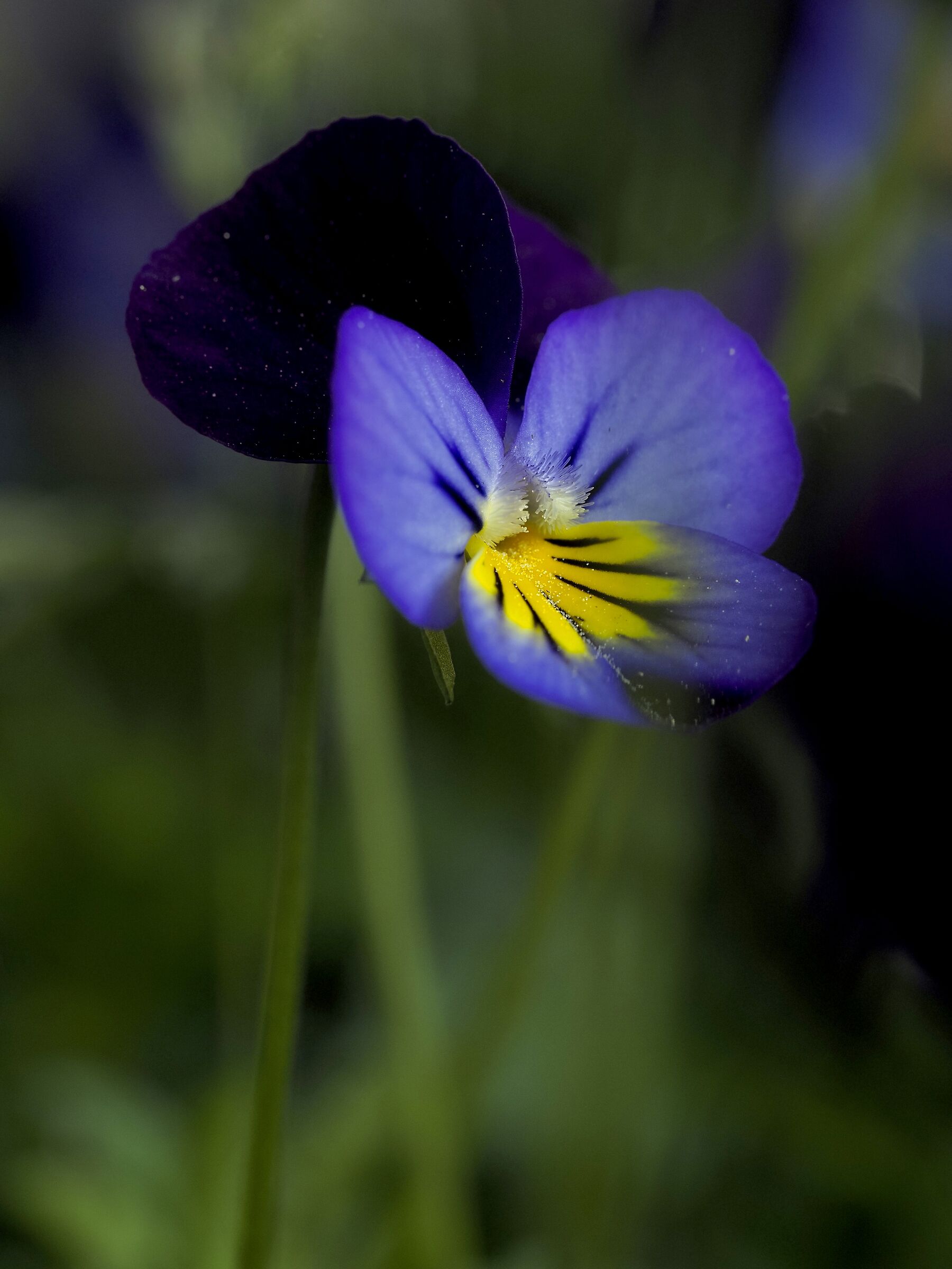 Viola mattutina
