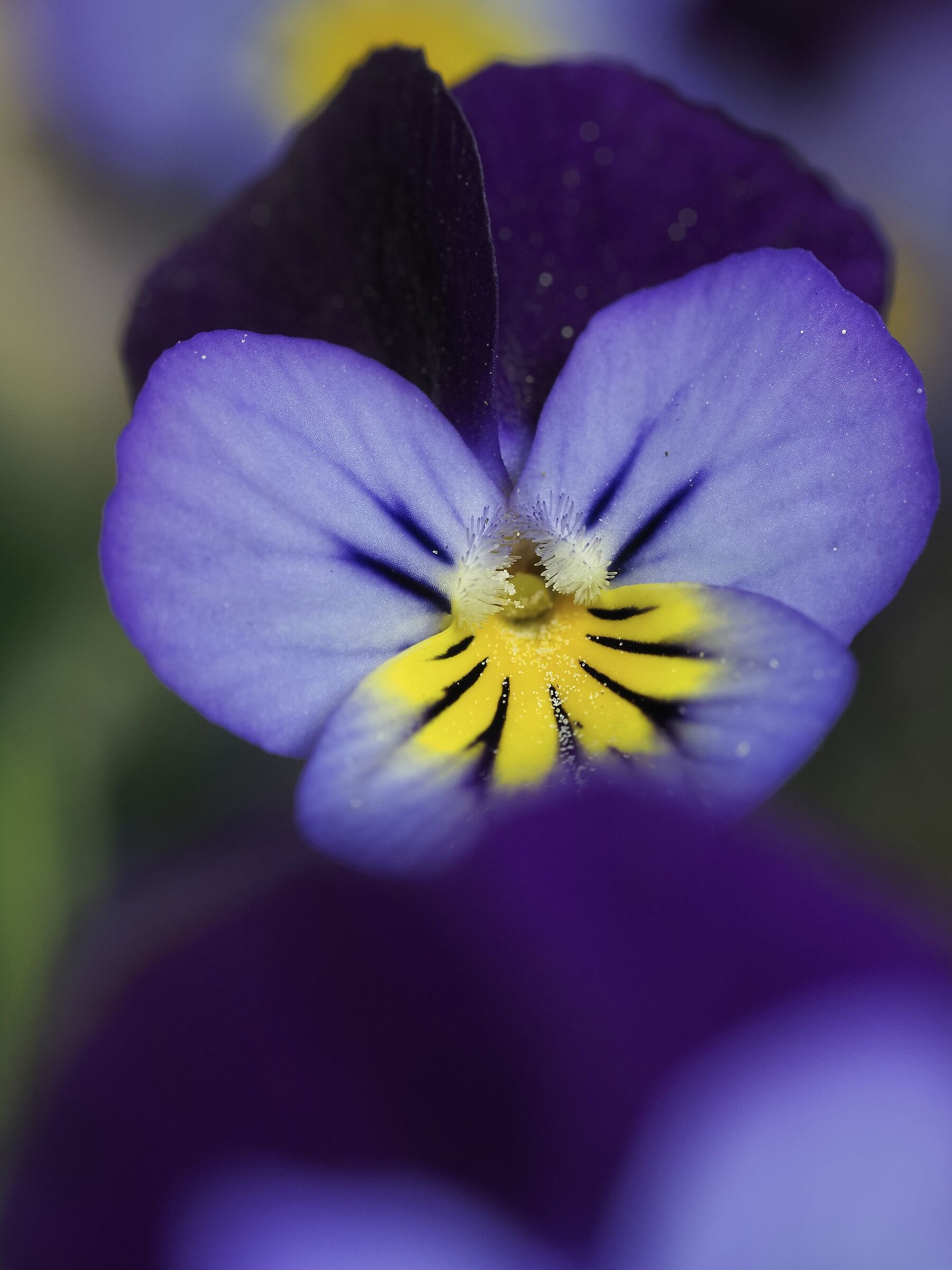 Violette