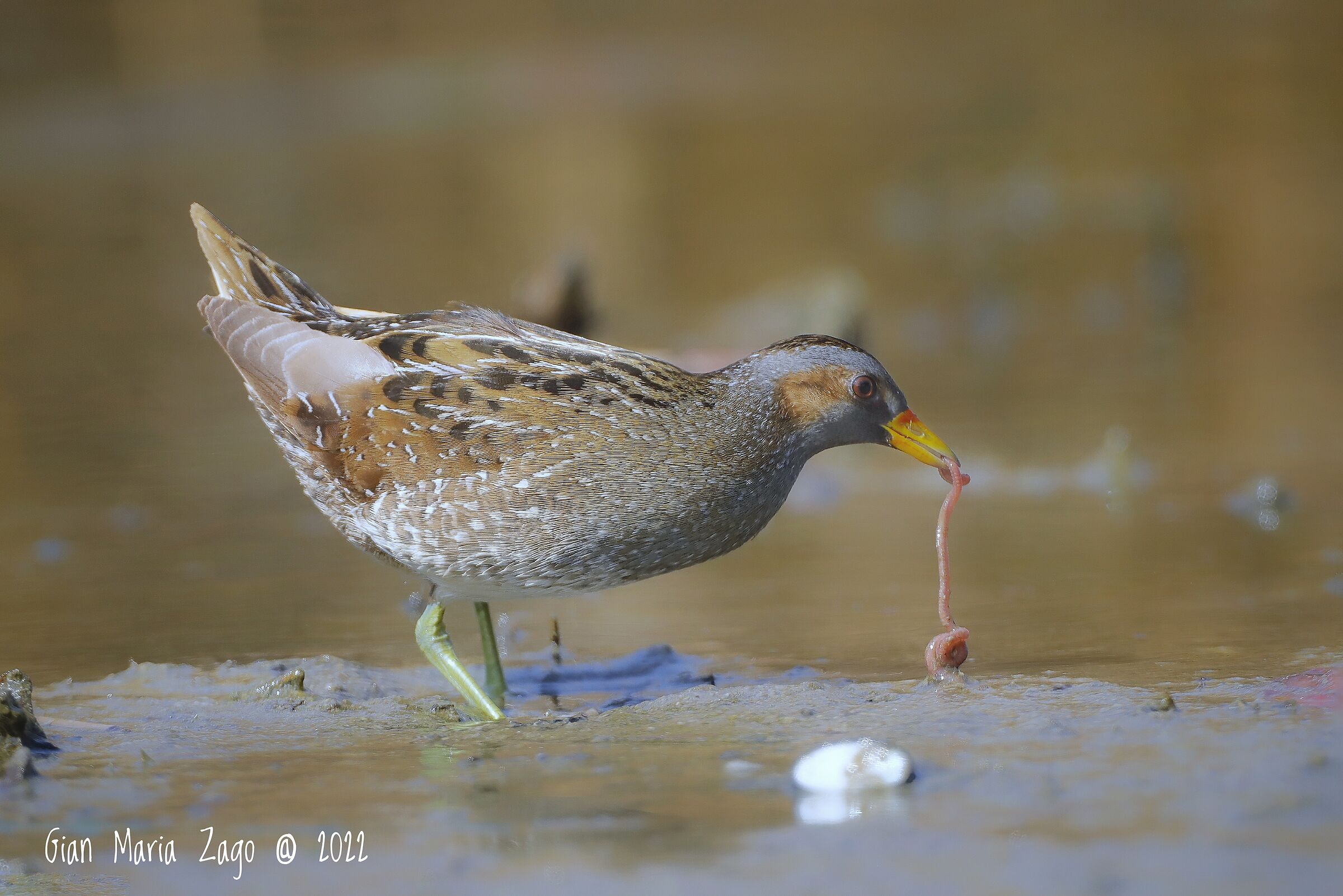 Spotted crake