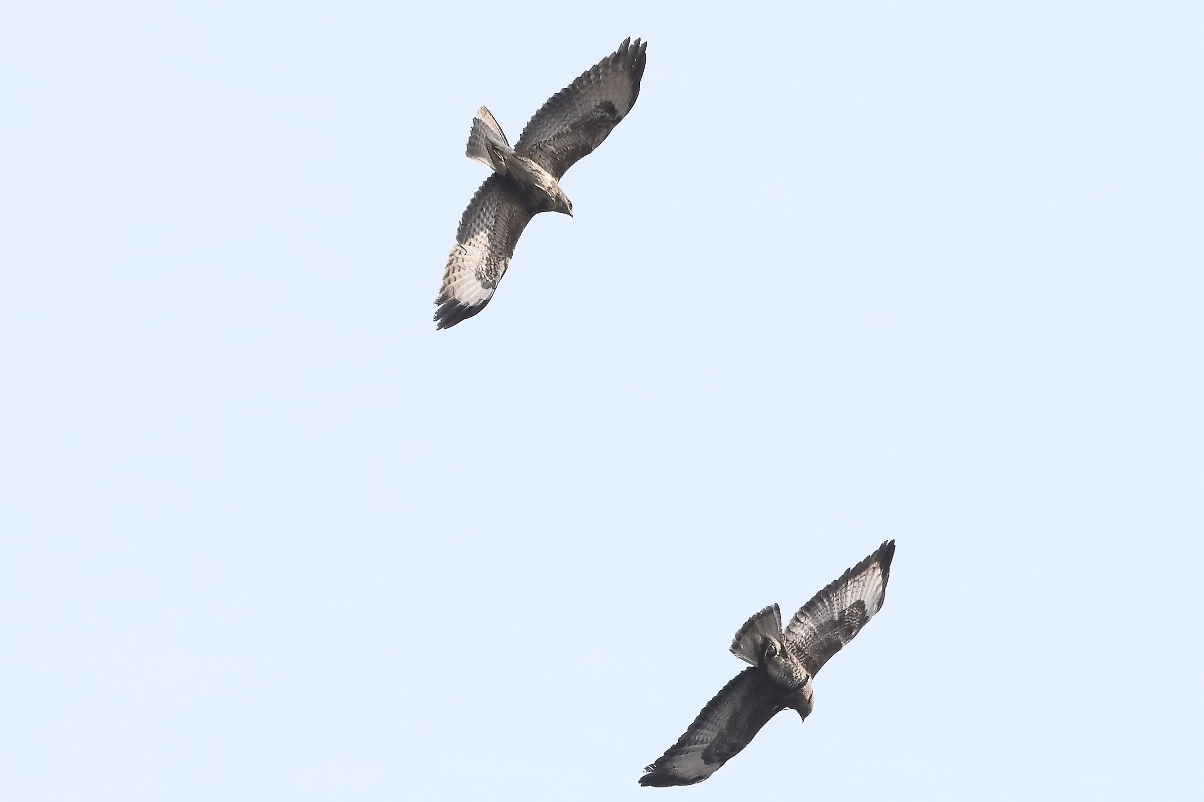 Buzzard 27-03-2022