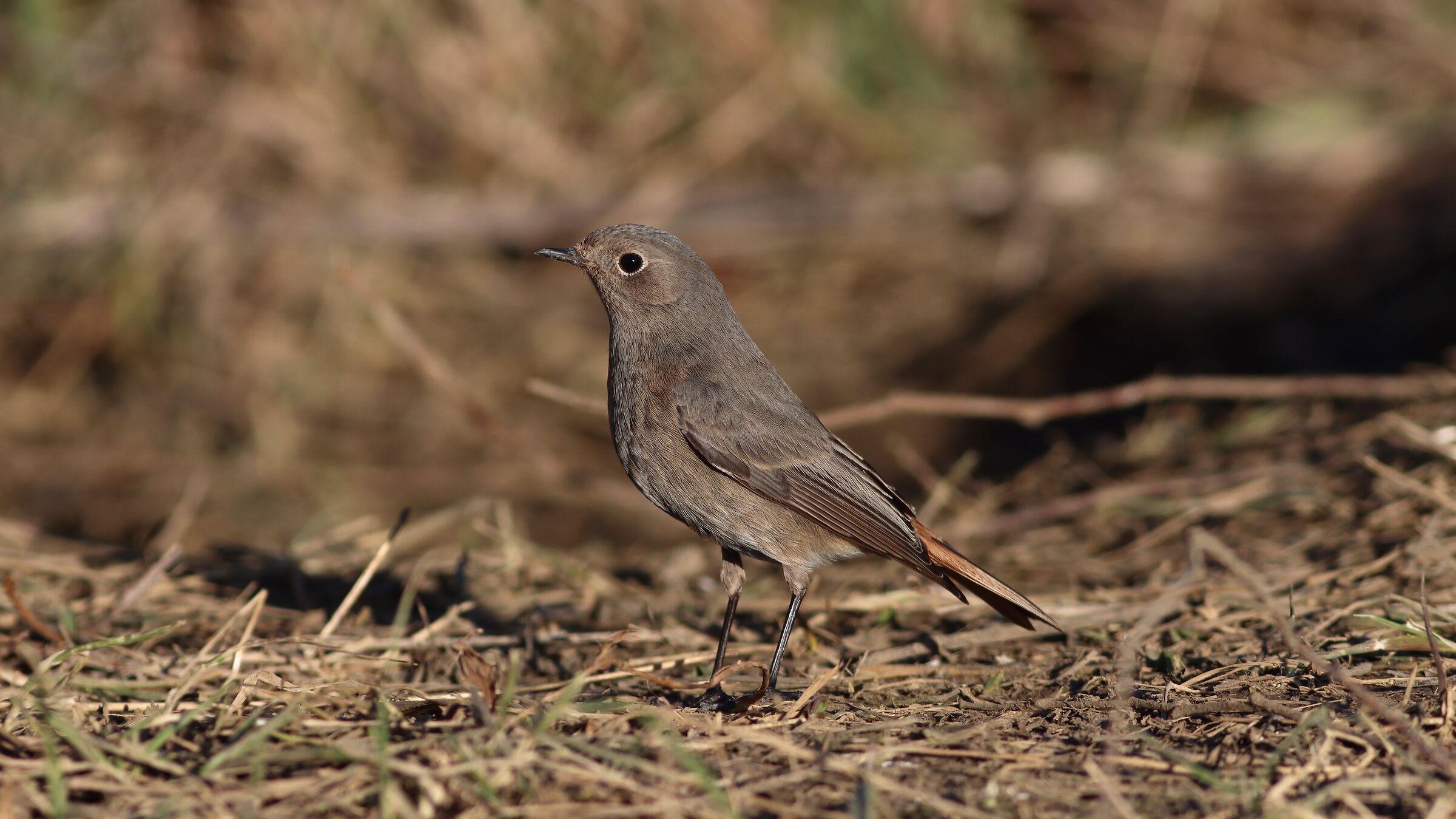 Redstart Chimney Sweep F.