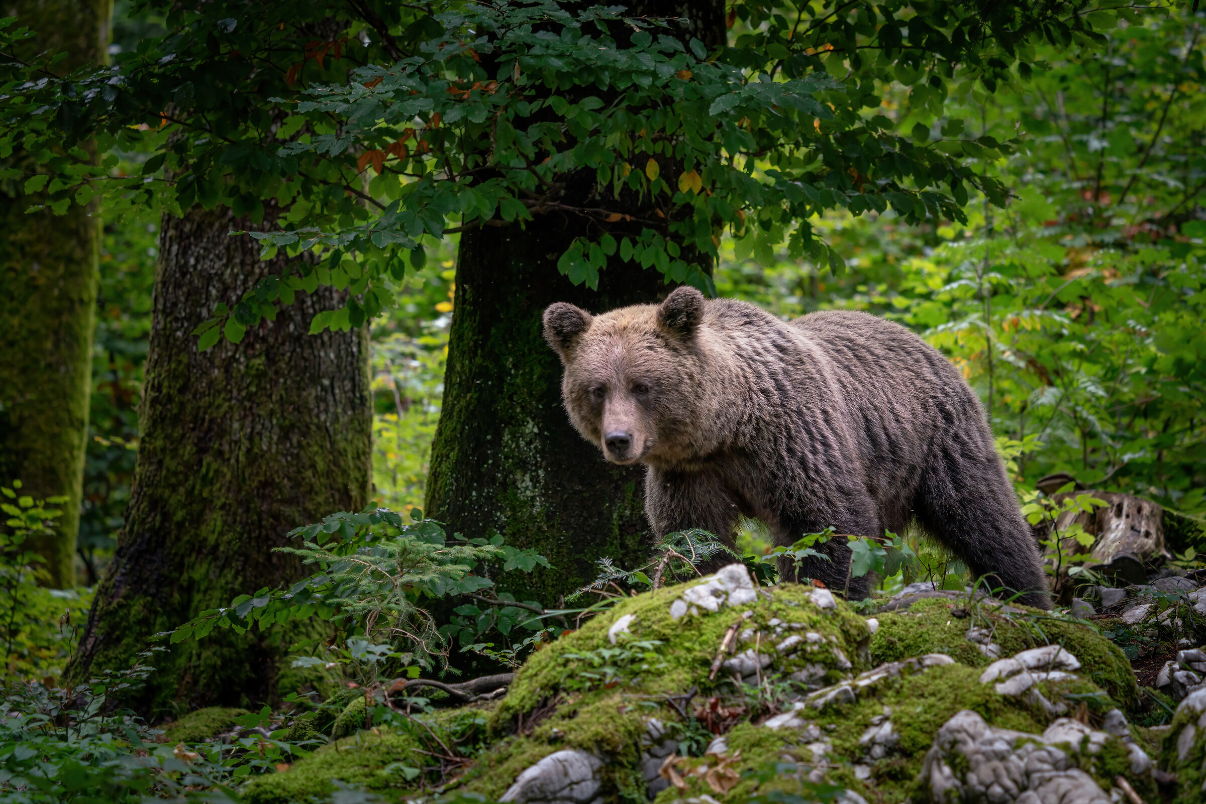 Mother bear