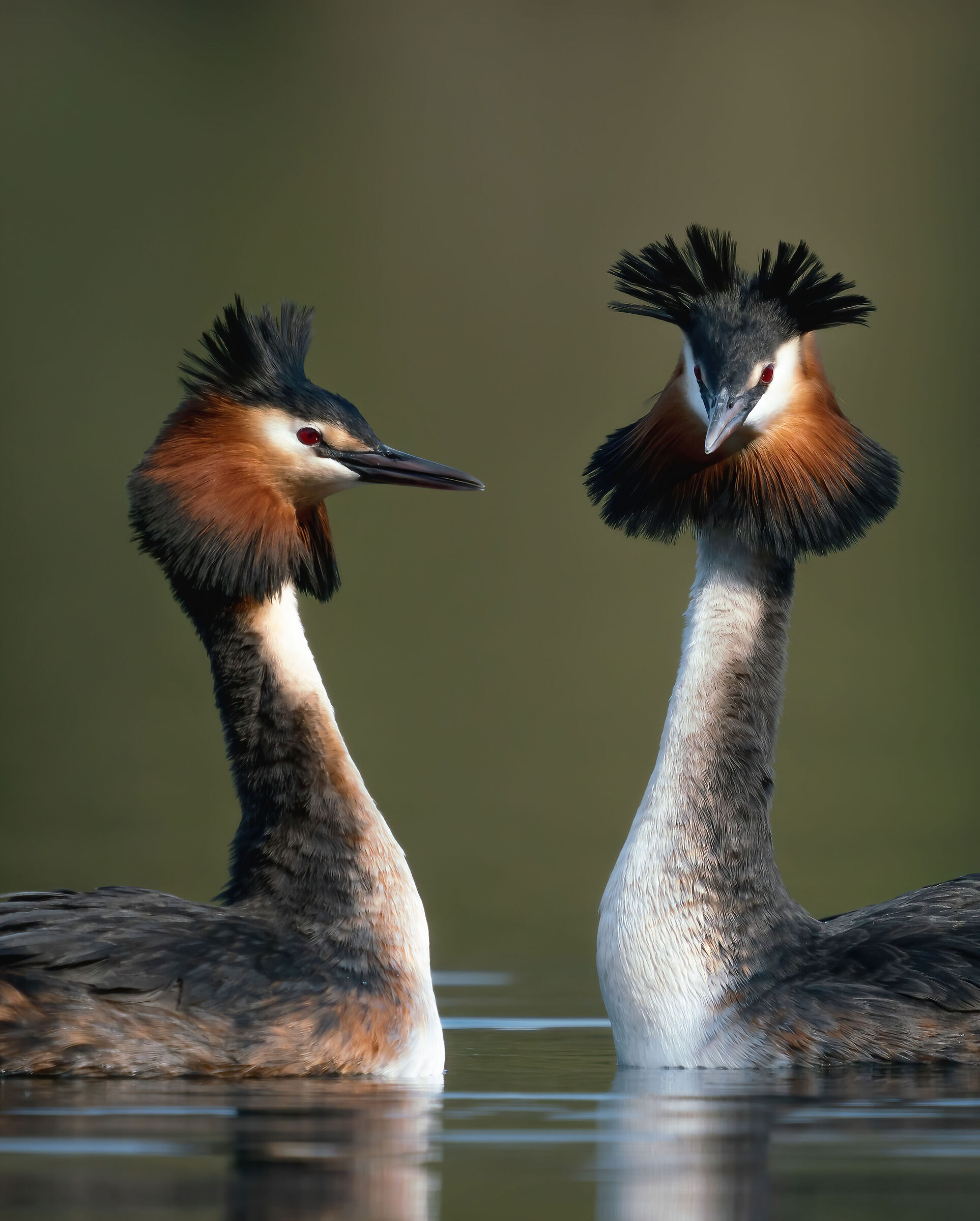 Pair of grebes