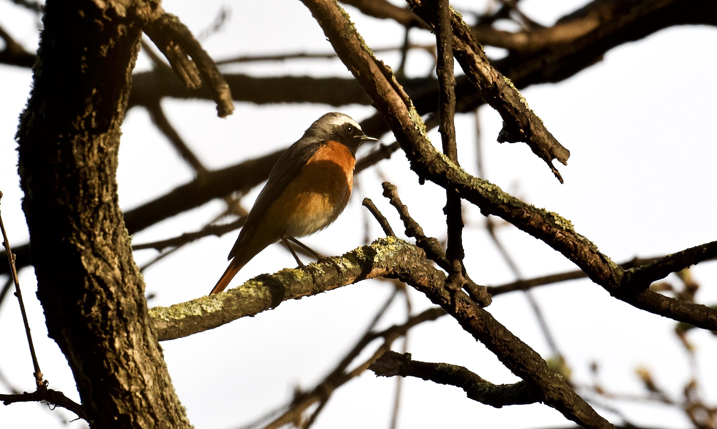 Common male redstart ad.