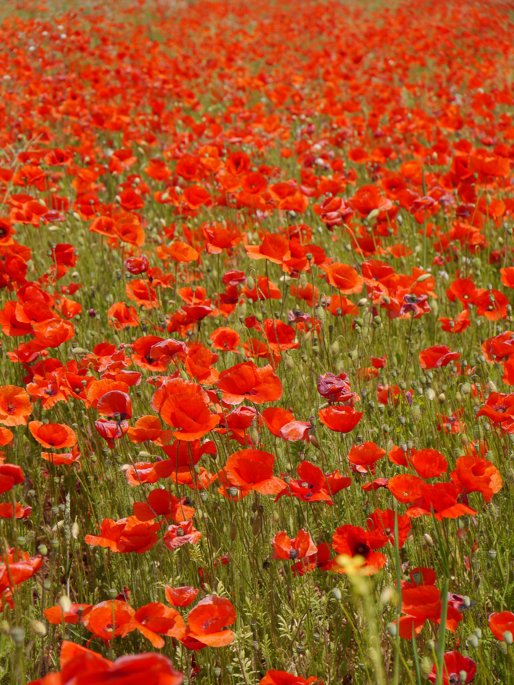 they are a thousand red poppies...