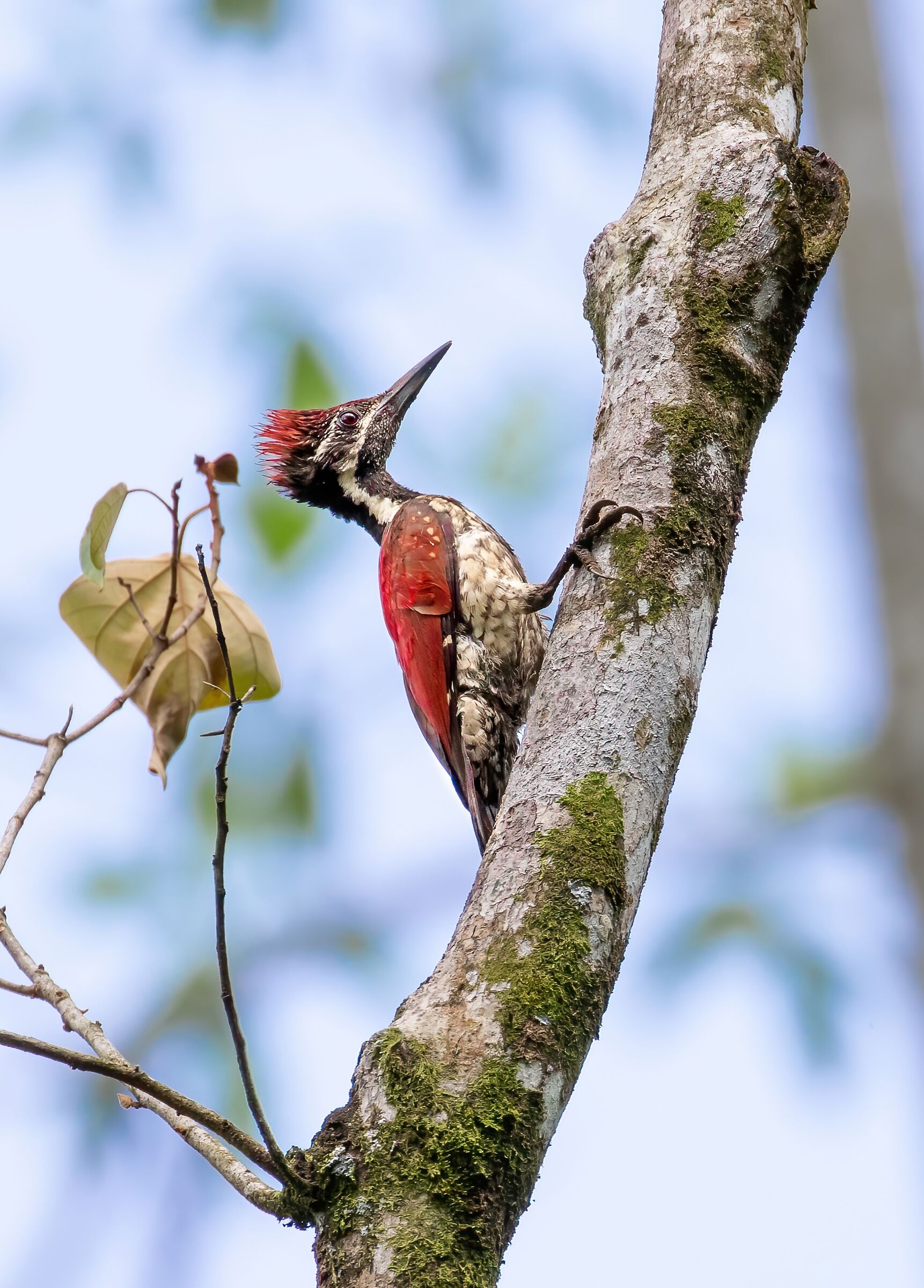 Red backed woodpecker