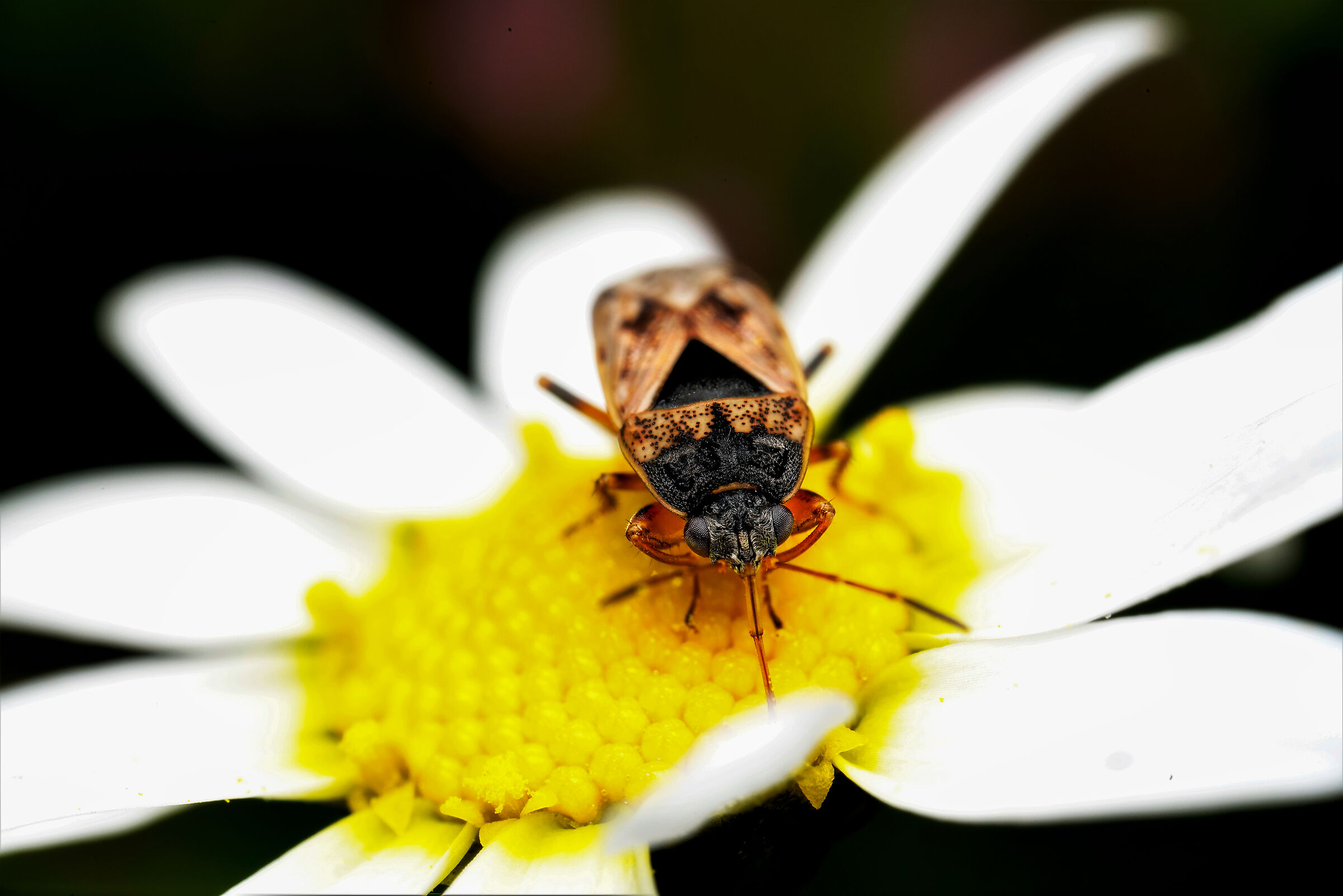 Carabiniere bed bug