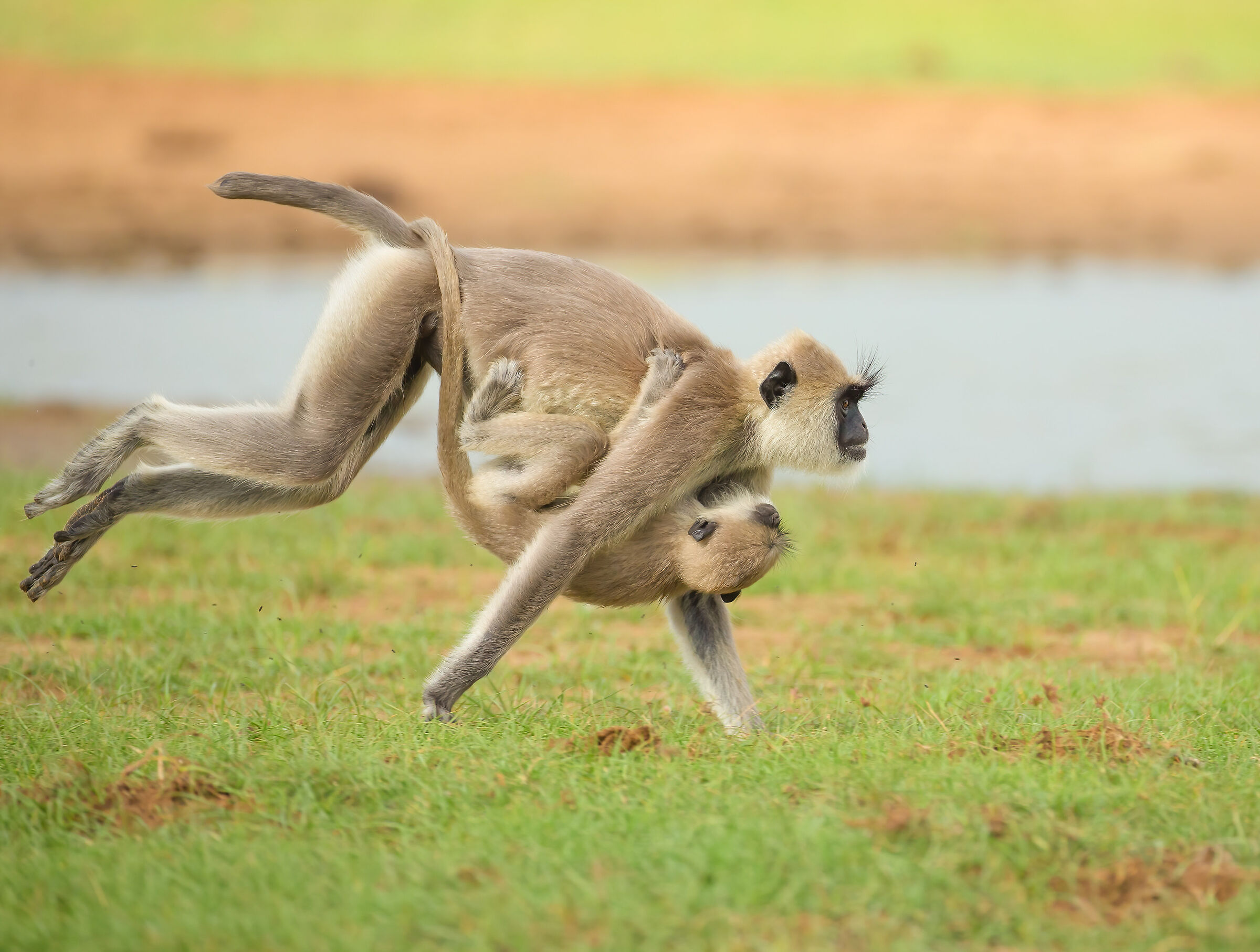 The Escape - grey langur