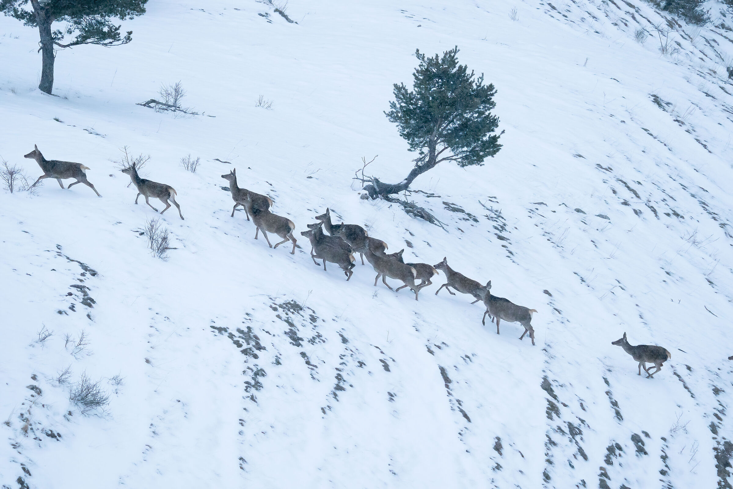 The escape - deer