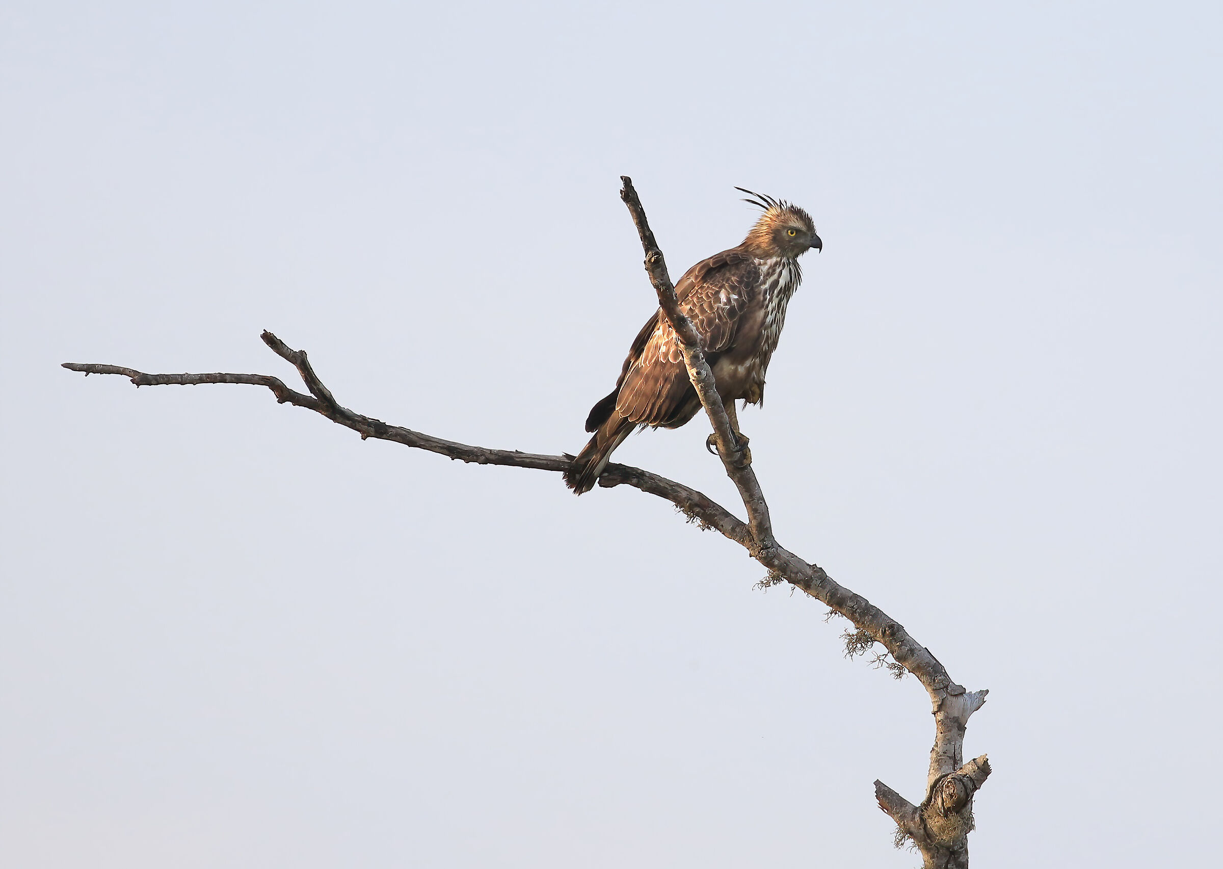 Crested Eagle - variable tufted eagle