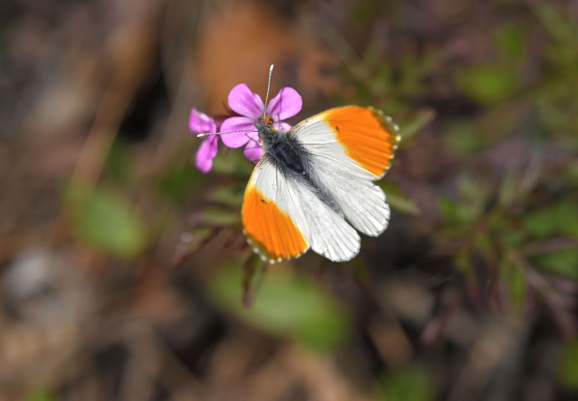 Anthocharis cardamines