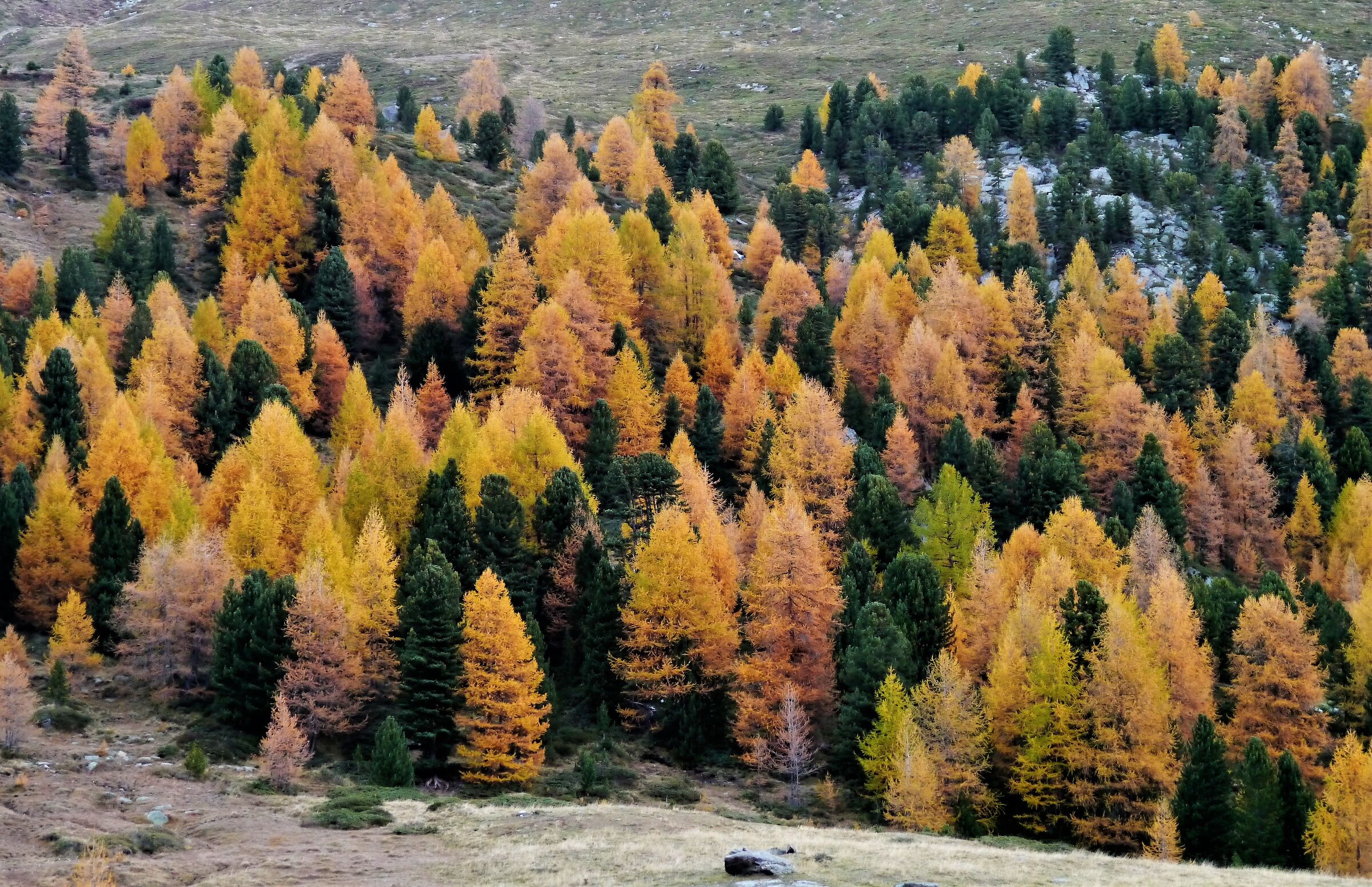 Autumn larch trees - val Martello