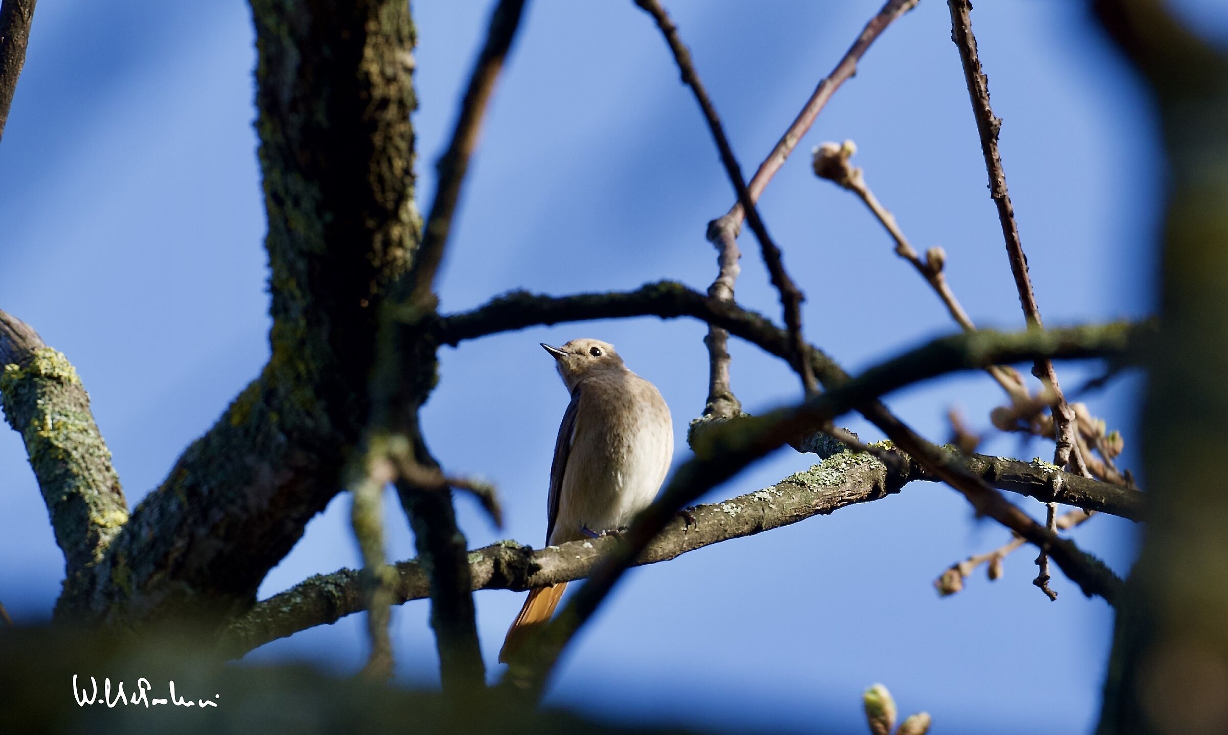 Common female redstart
