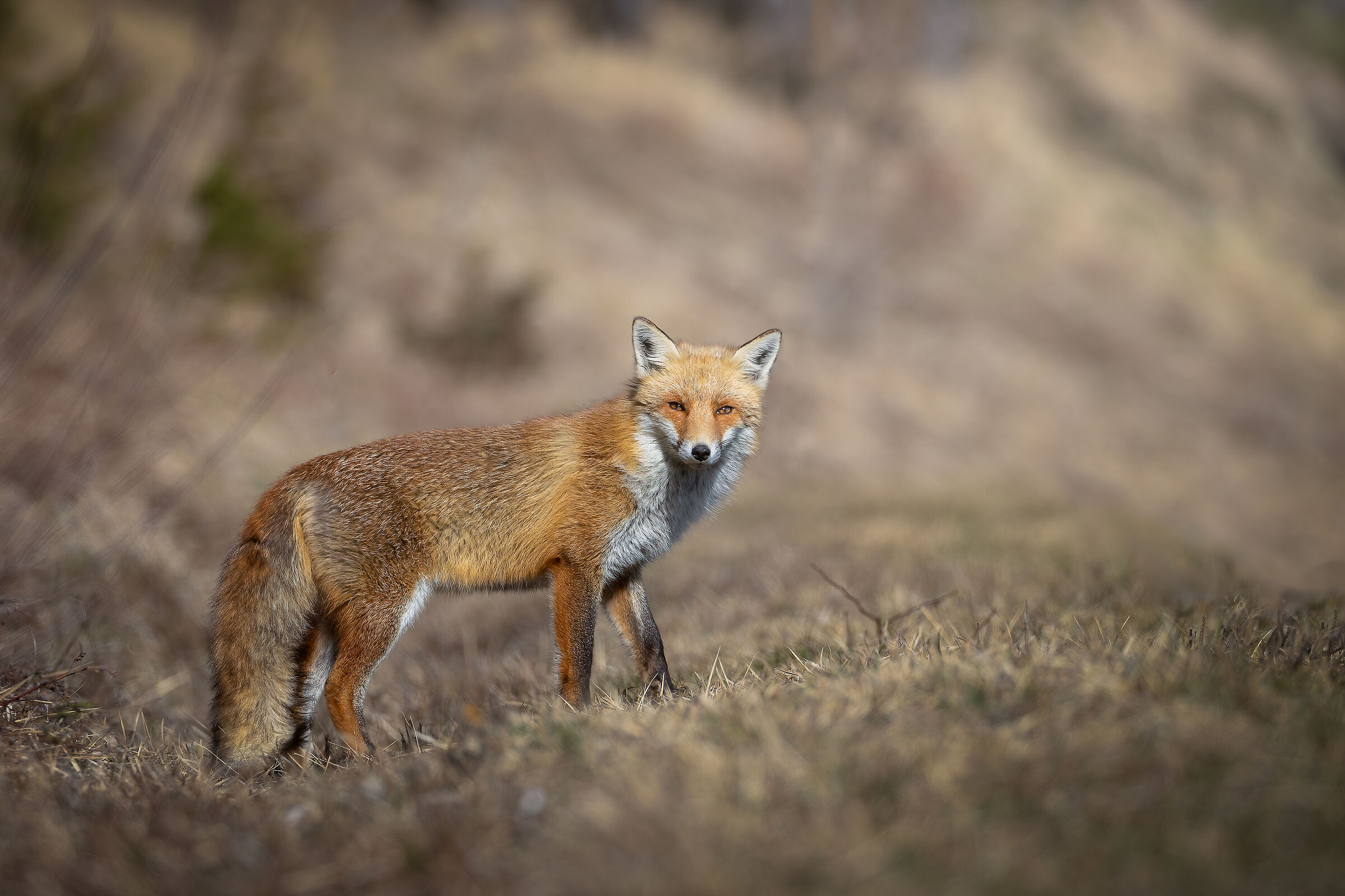 Volpe rossa al sole invernale