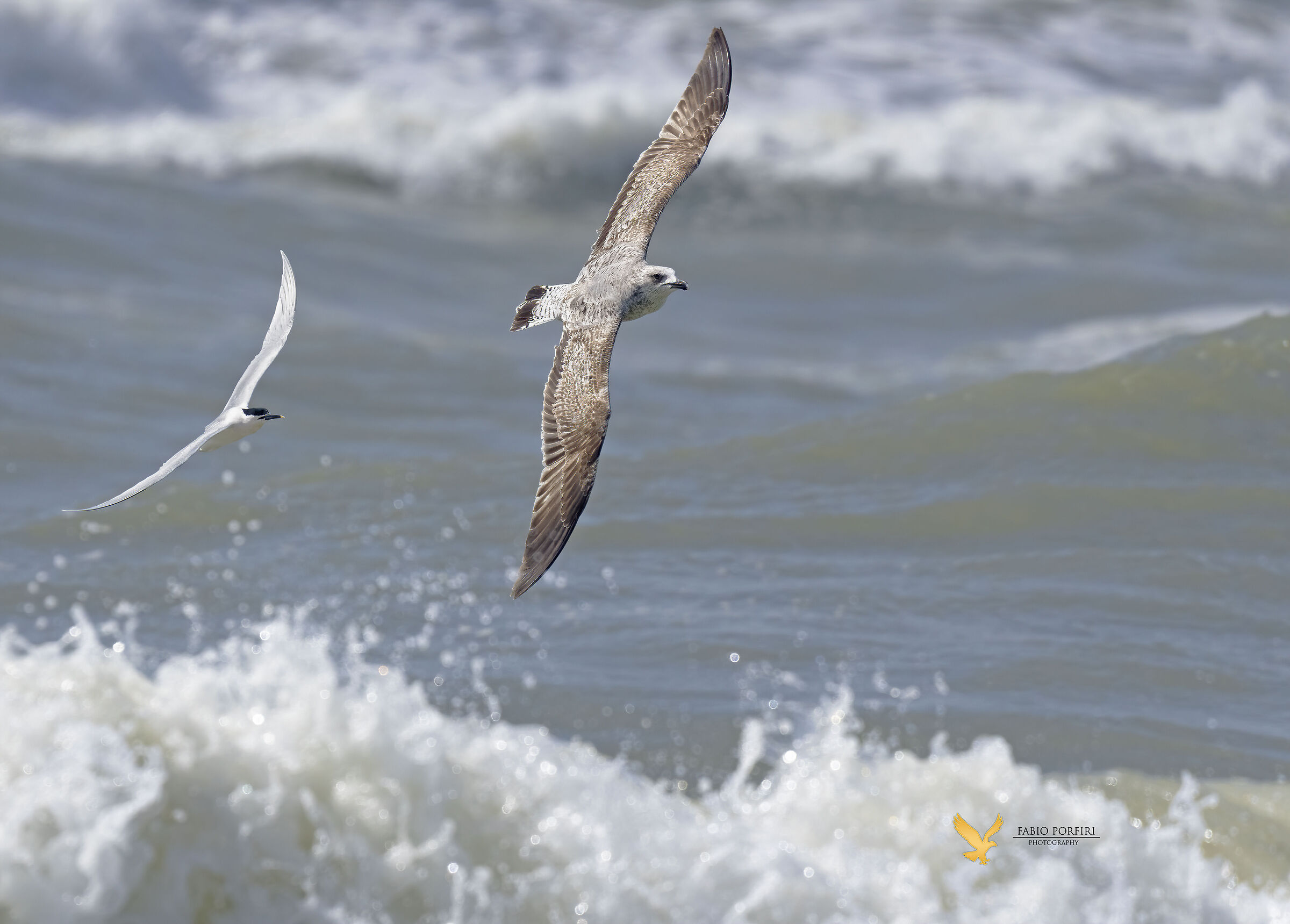 Gabbiano Vs. beccapesci....