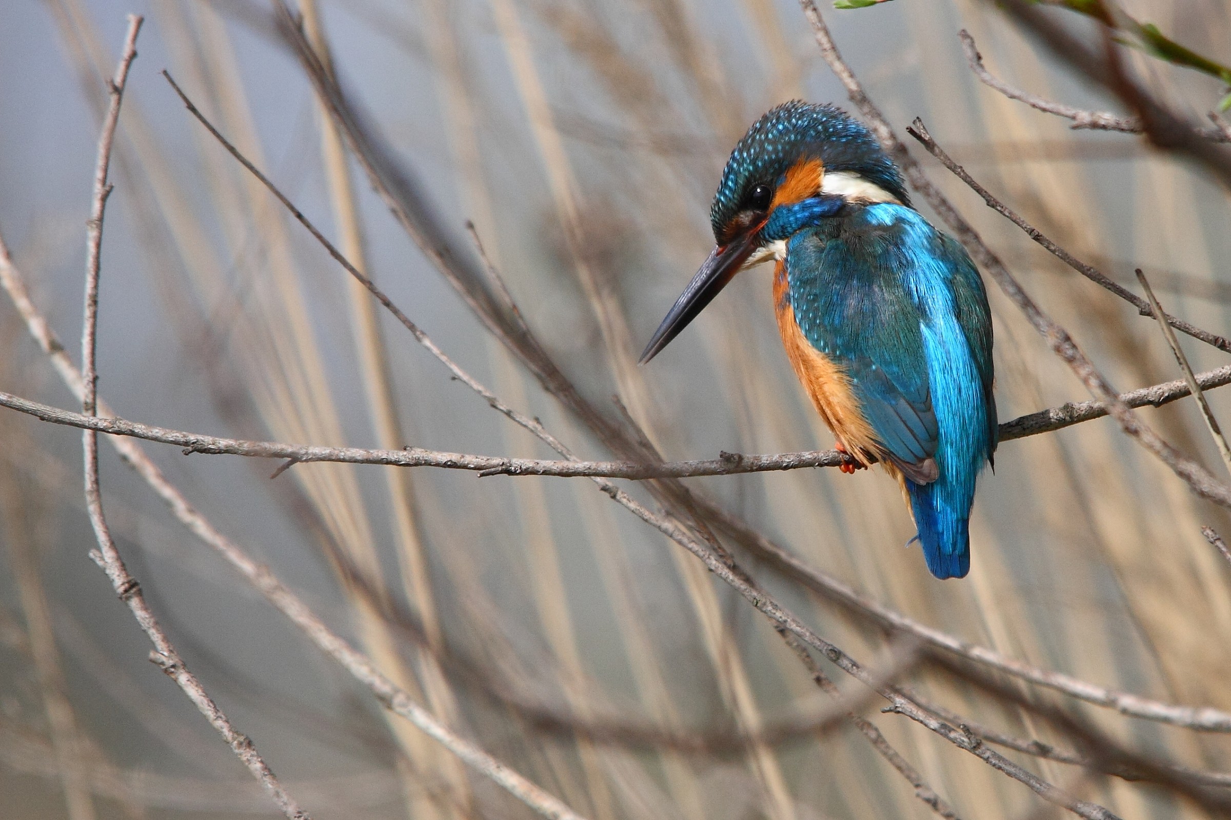 Martin Pescatore primaverale