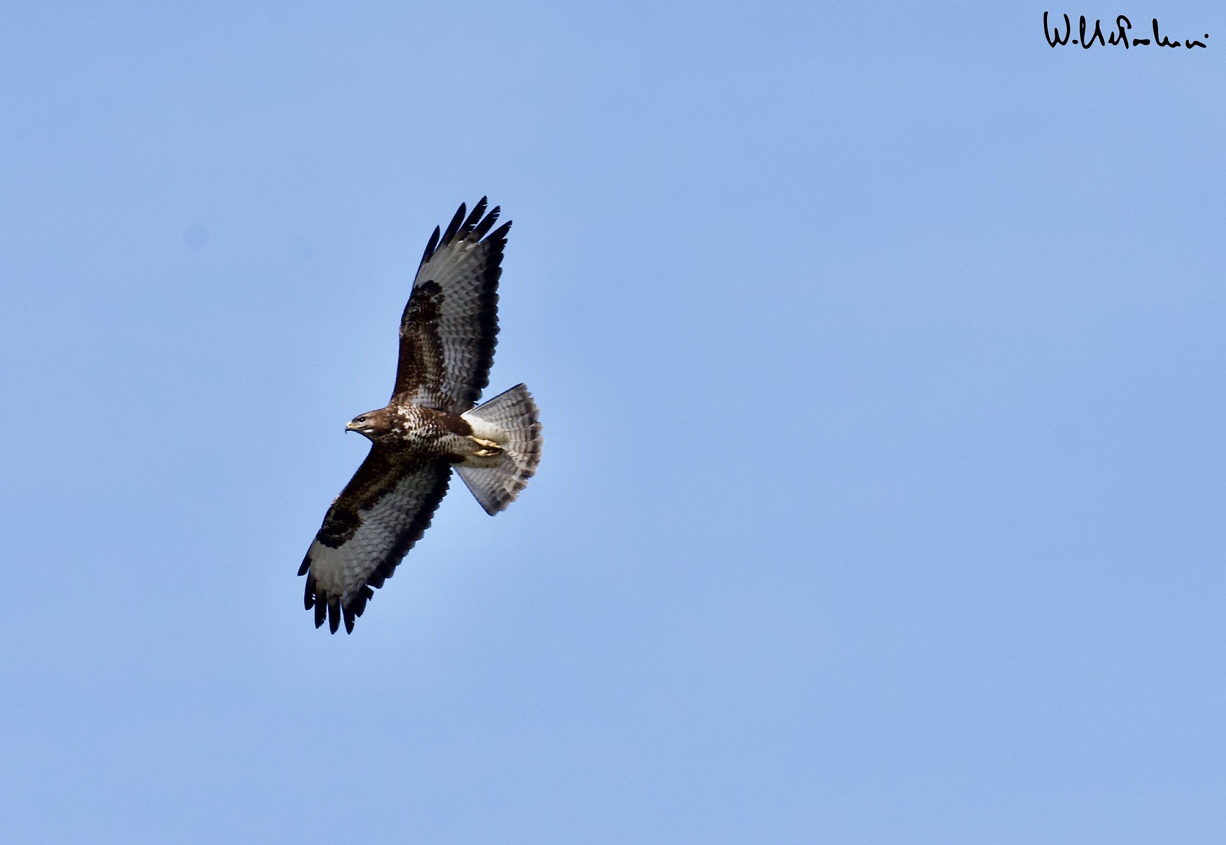 Buzzard