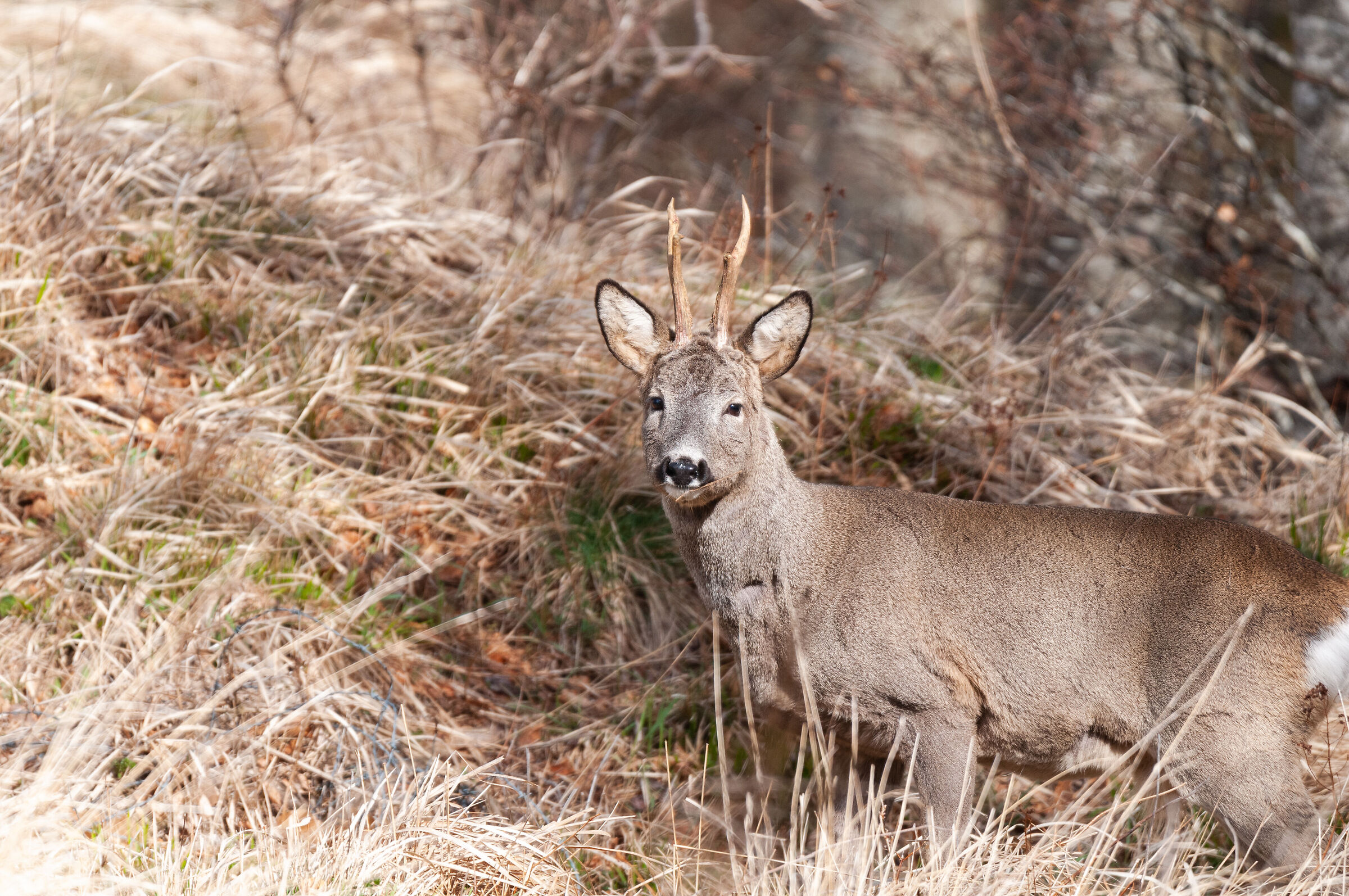 Capriolo solitario