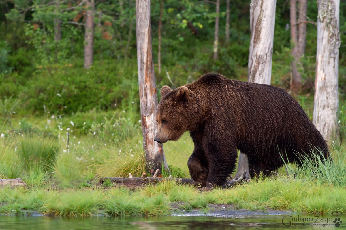 Pensieri... nella notte finlandese.
