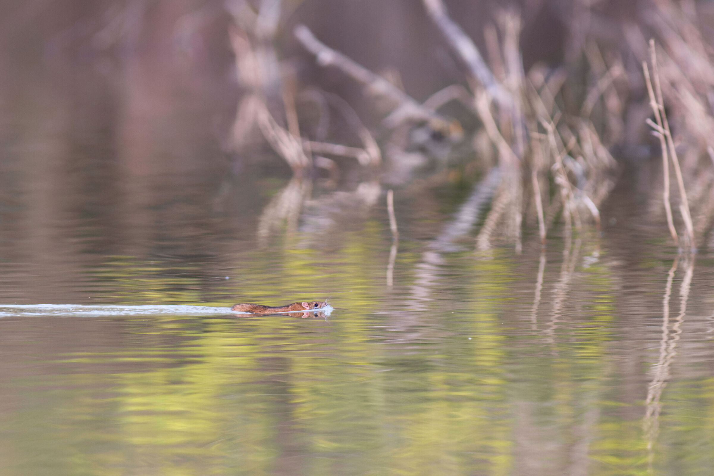 Direi che è un semplice ratto..., Bho