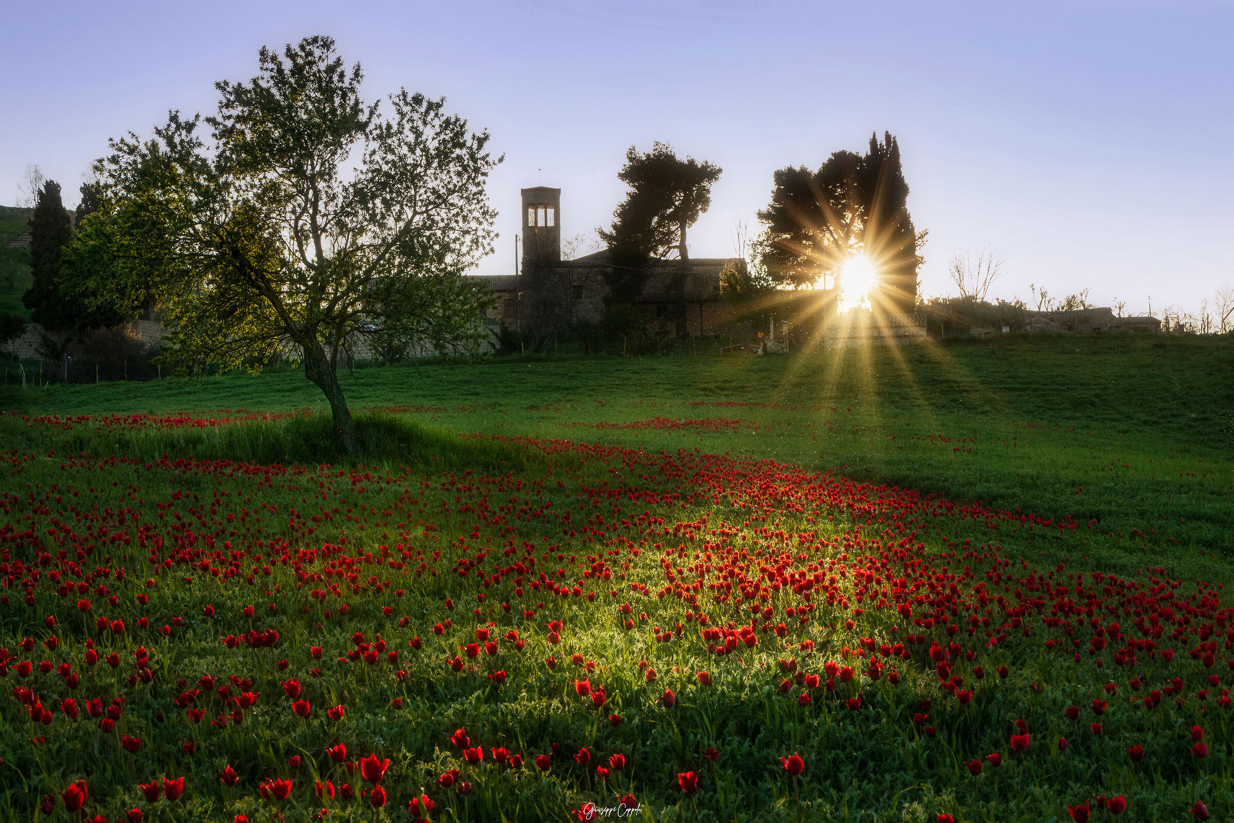 I tulipani spontanei di Blufi (Sicilia)