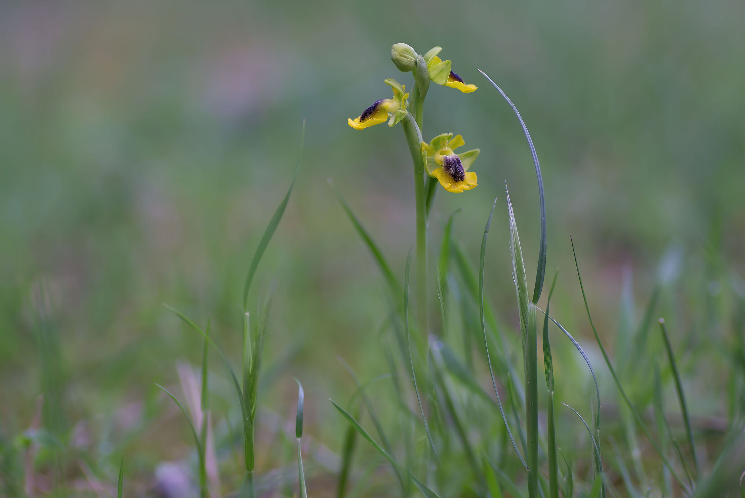one of the many excellent protagonists of the meadows.