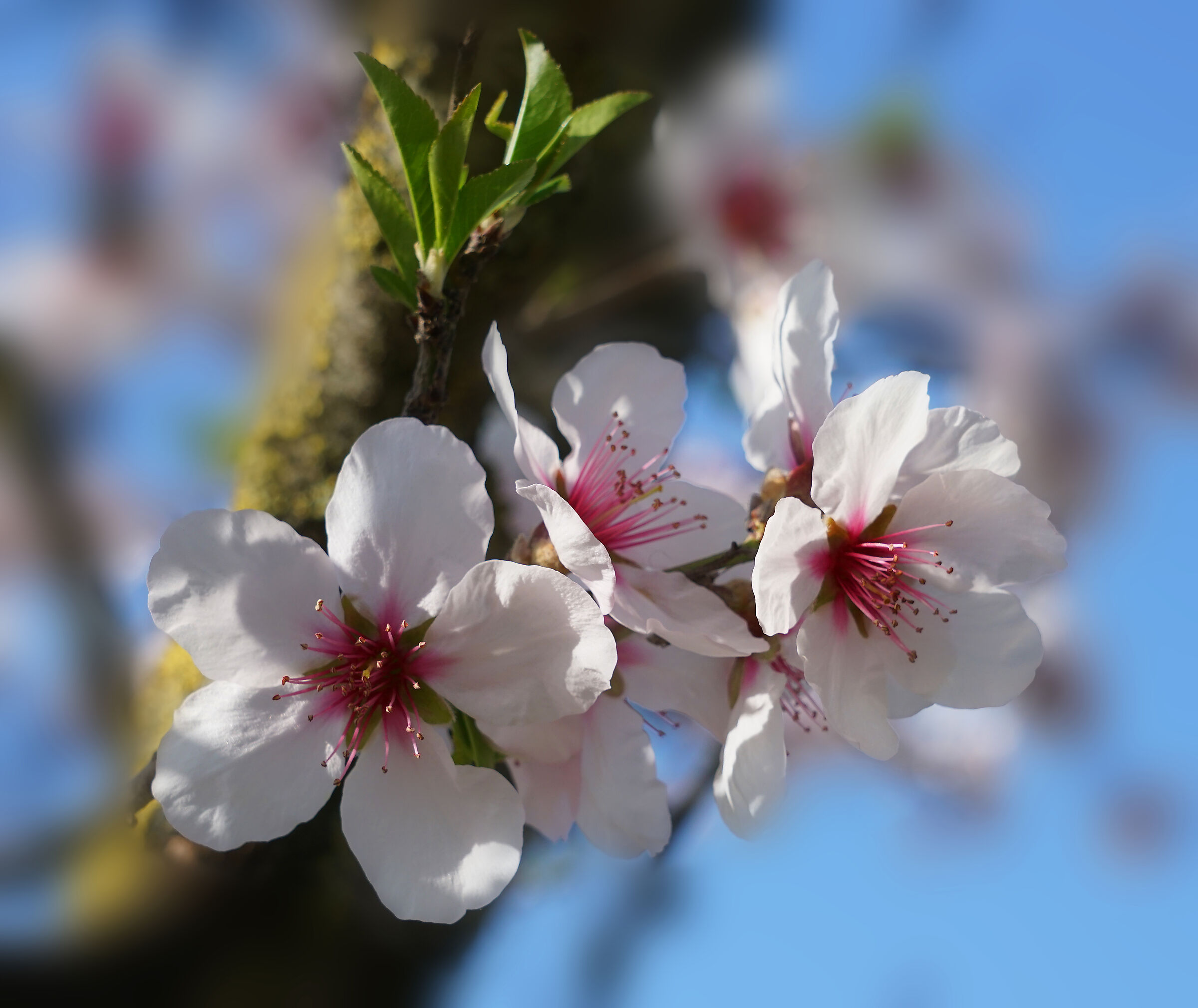 Profumo di primavera